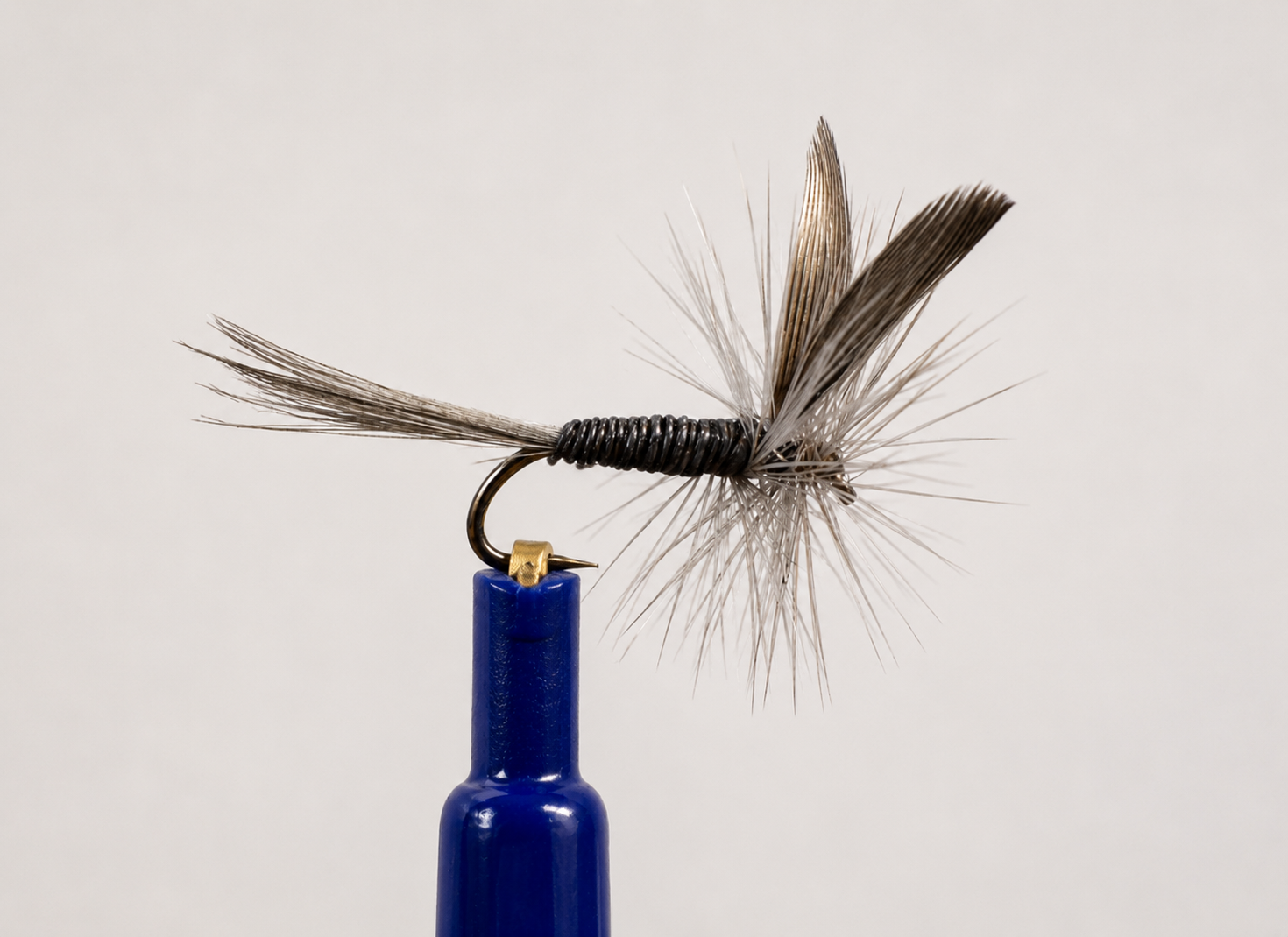 Flying Black Nat fly