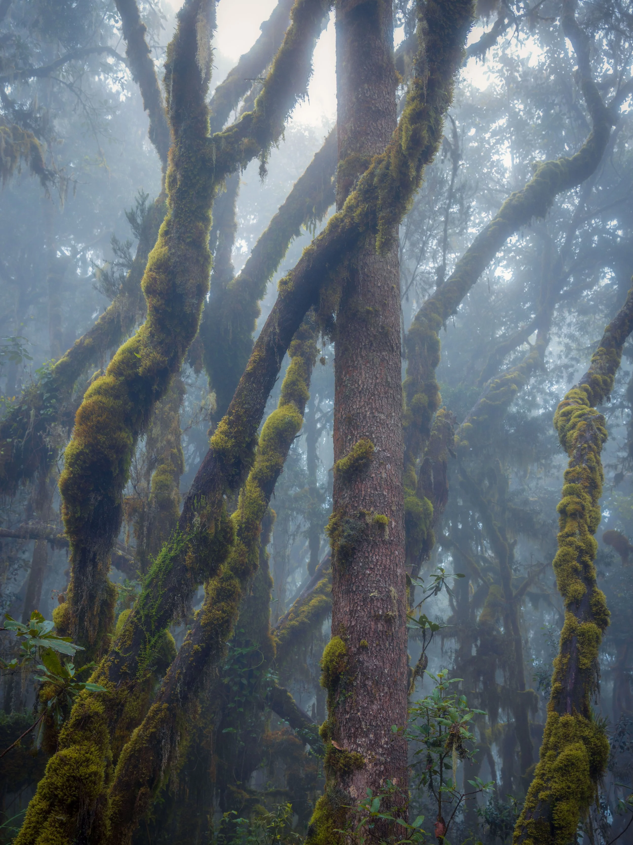 Enchanted Forest 