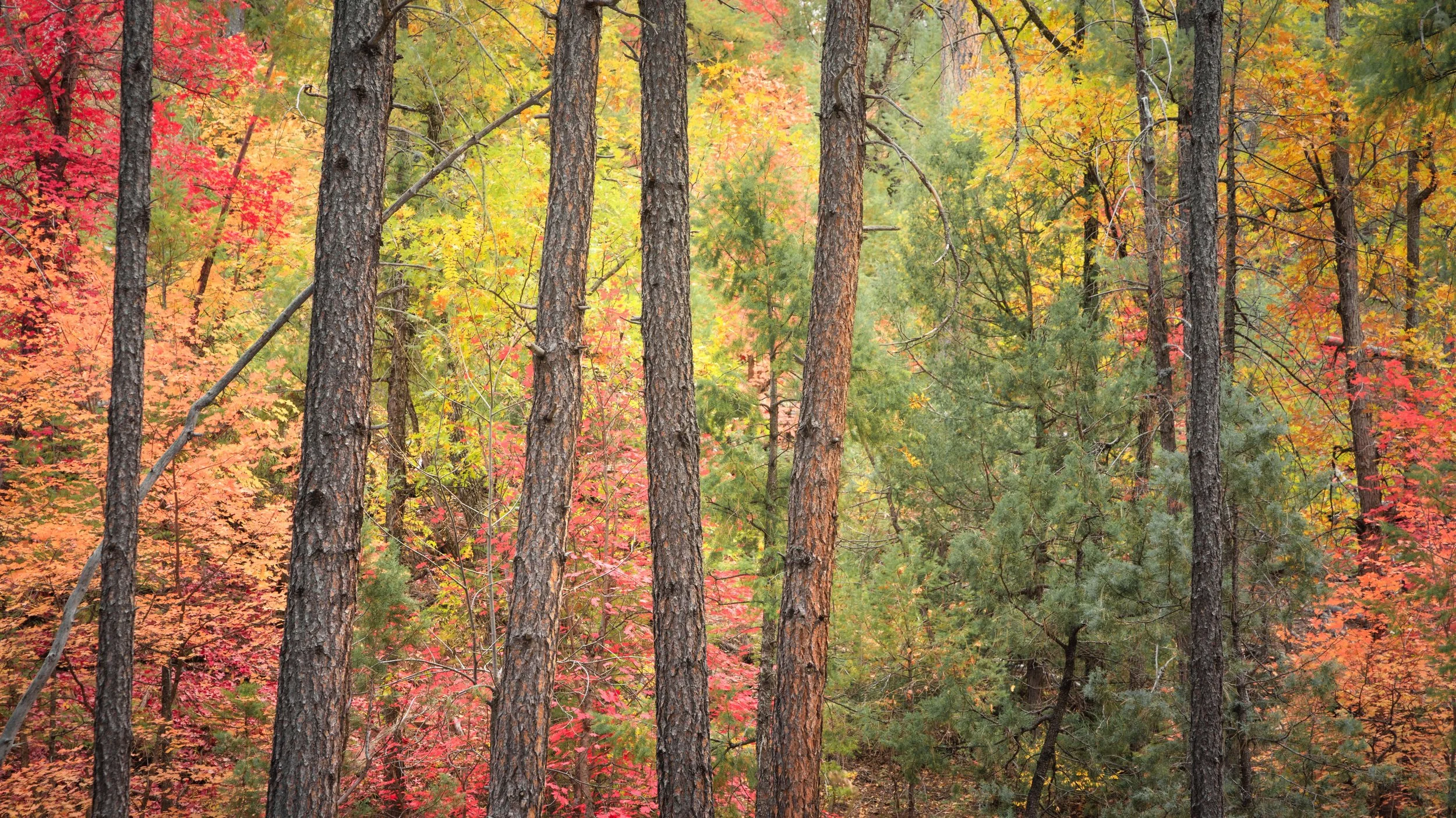 Forest Veins