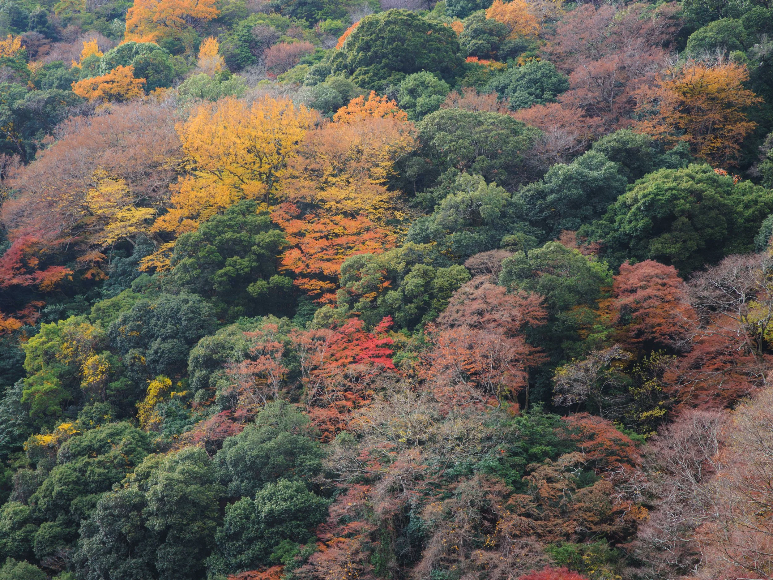 Canopy Tapestry