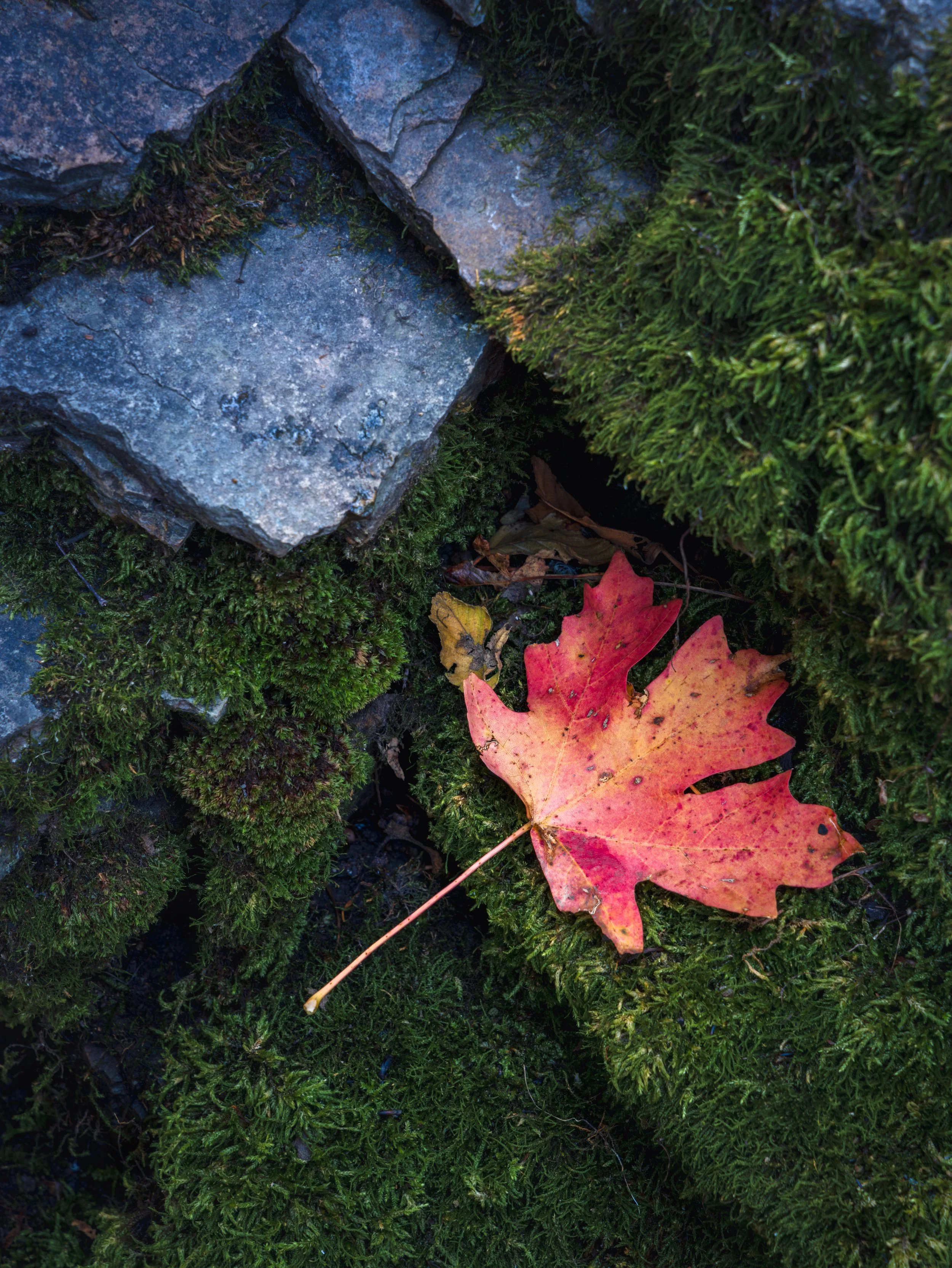 Fallen Flame