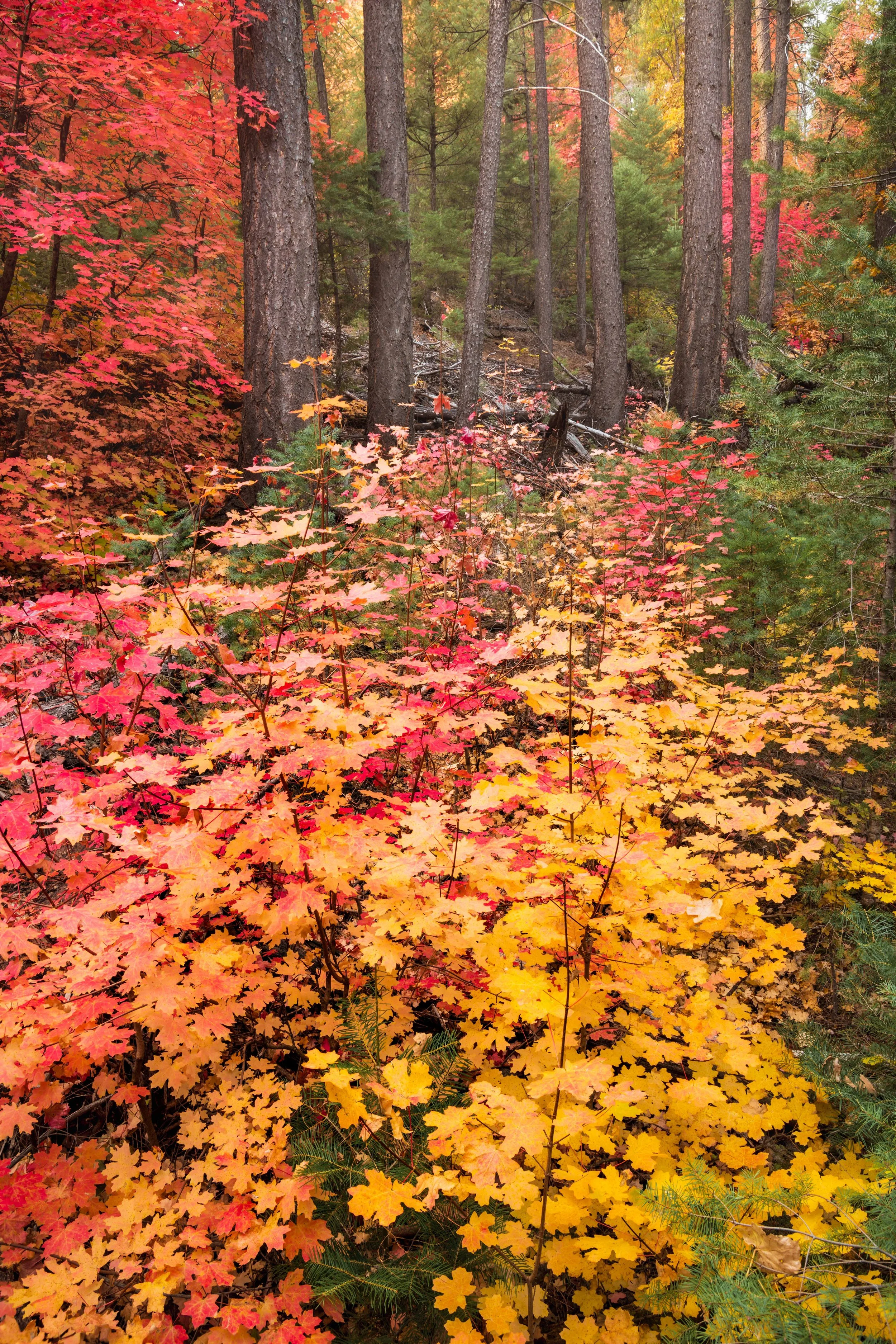 Autumn's Embers