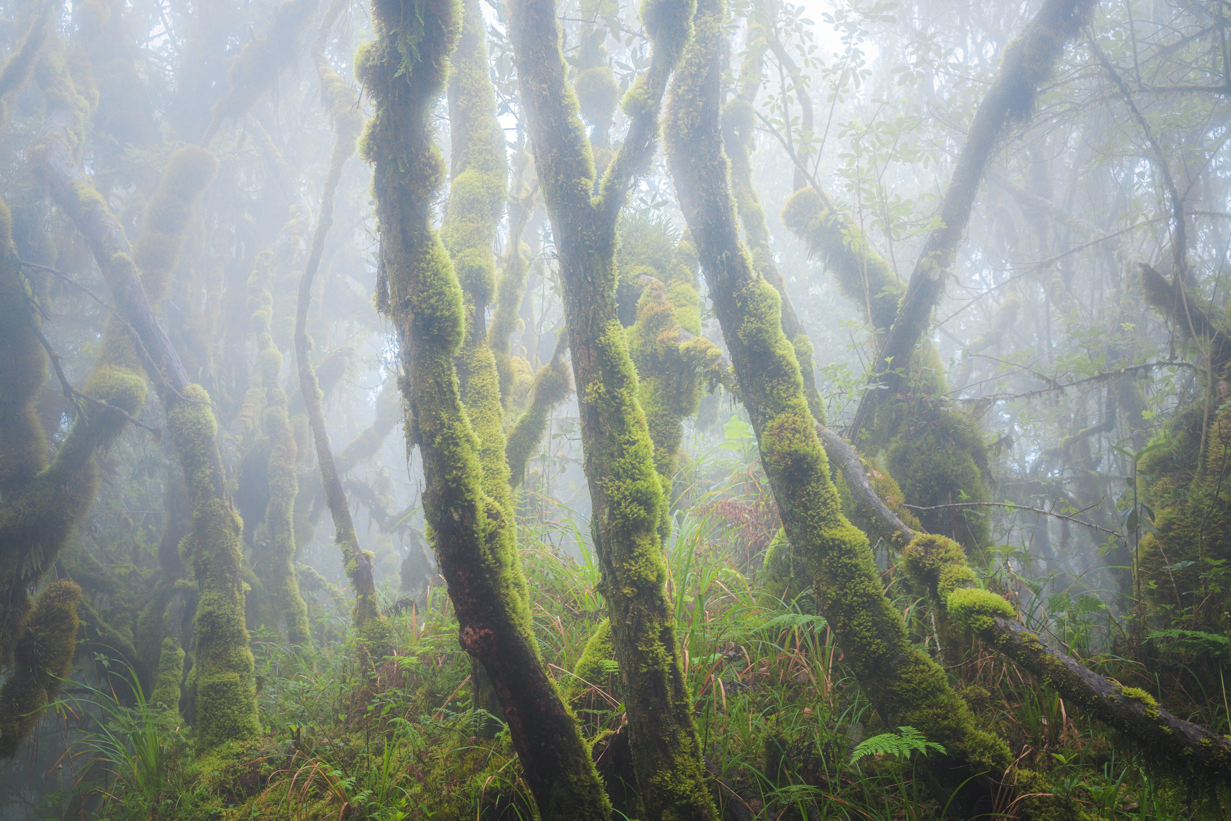 Ethereal Grove