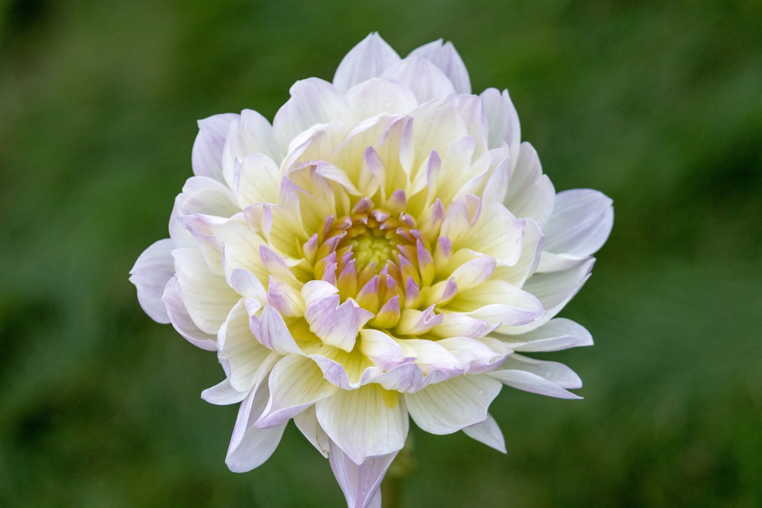 Hollyhill Lilibet