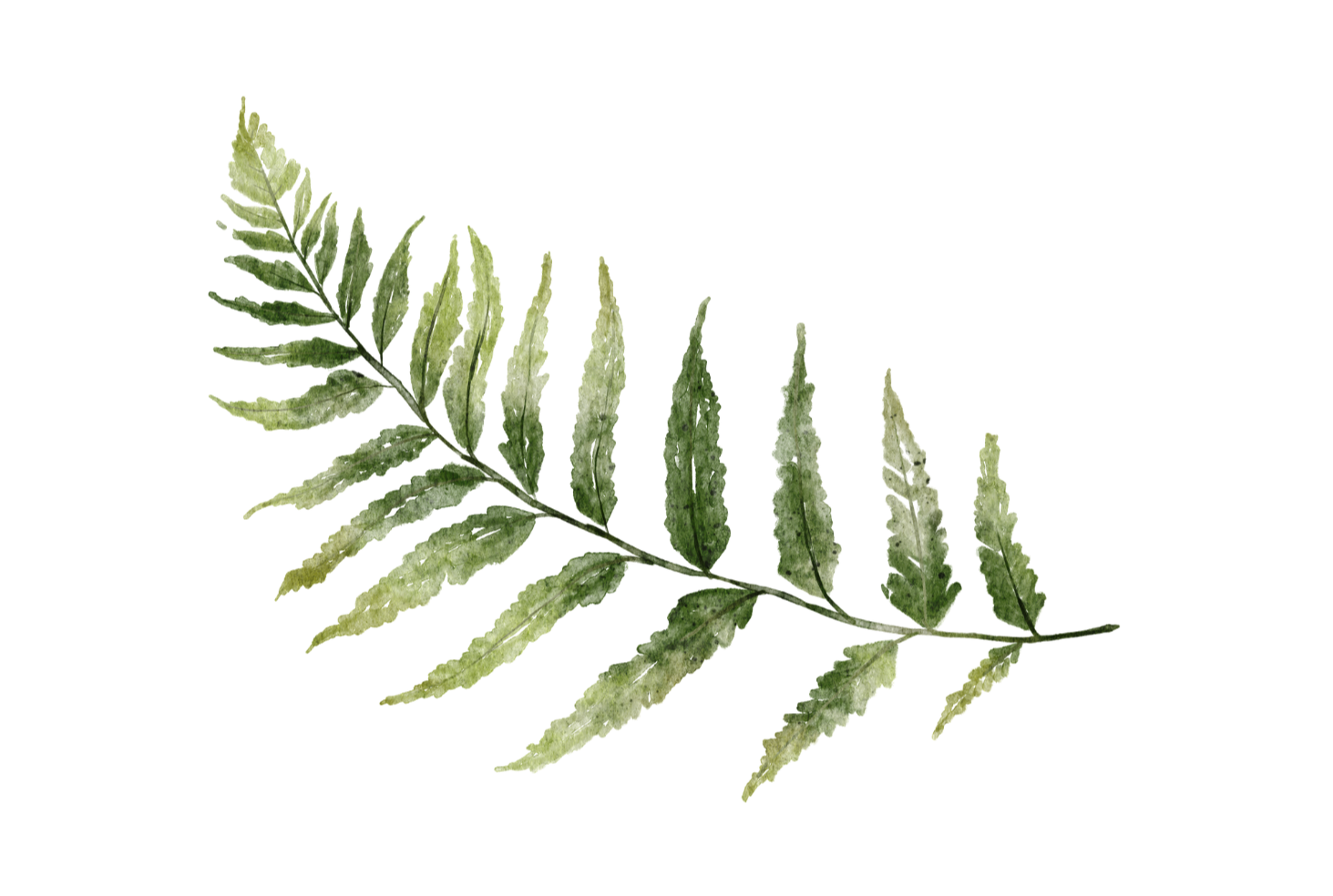 Watercolor illustration of a green fern leaf with detailed, textured leaflets on a transparent background.