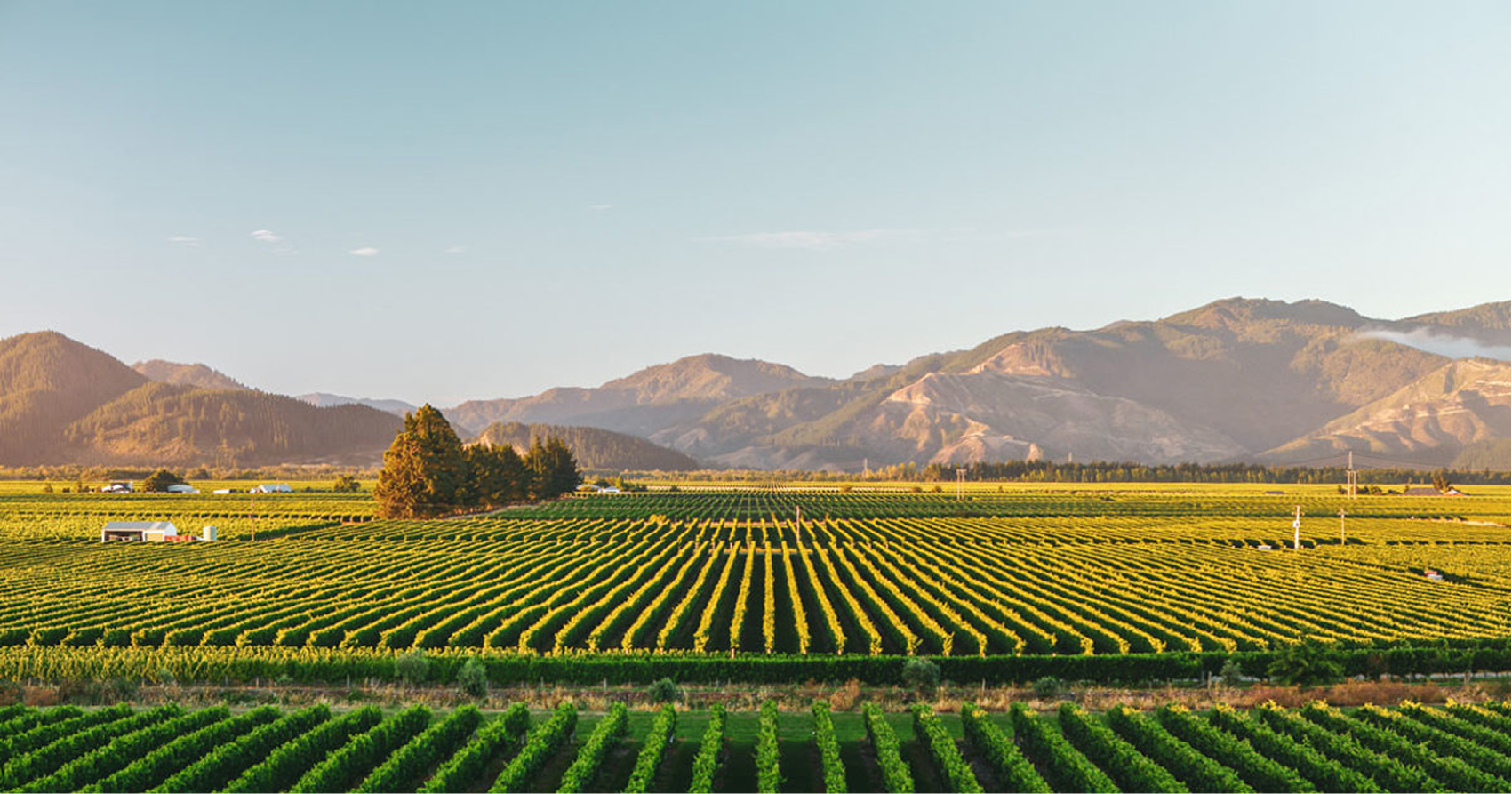 A vast agricultural landscape with neatly arranged green crops, distant trees, mountain range in the background, and clear blue sky.