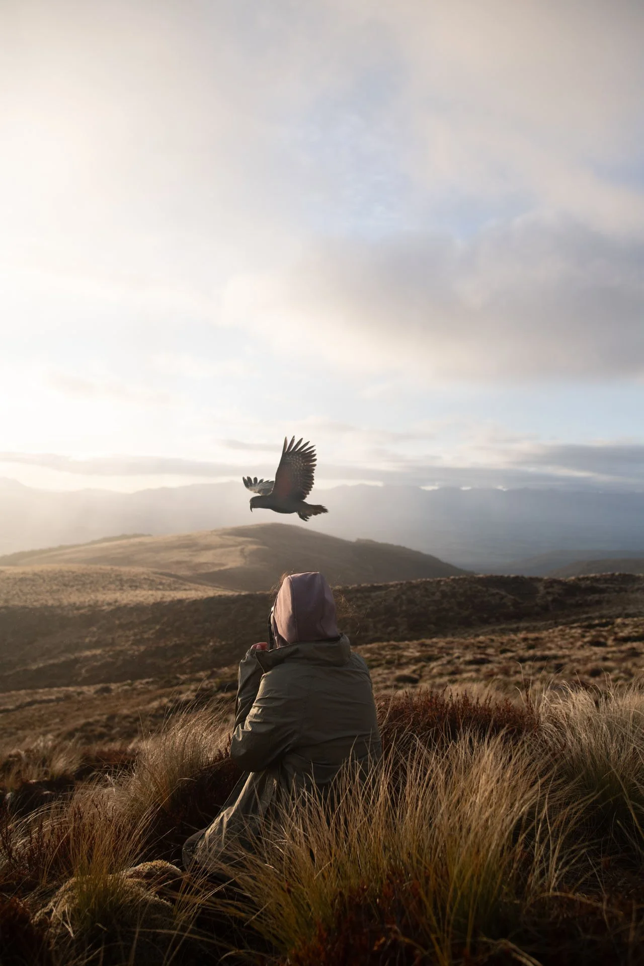 A person in a hooded jacket sitting in grassy terrain watching a bird of prey fly overhead against a backdrop of rolling hills and a cloudy sky at dusk.