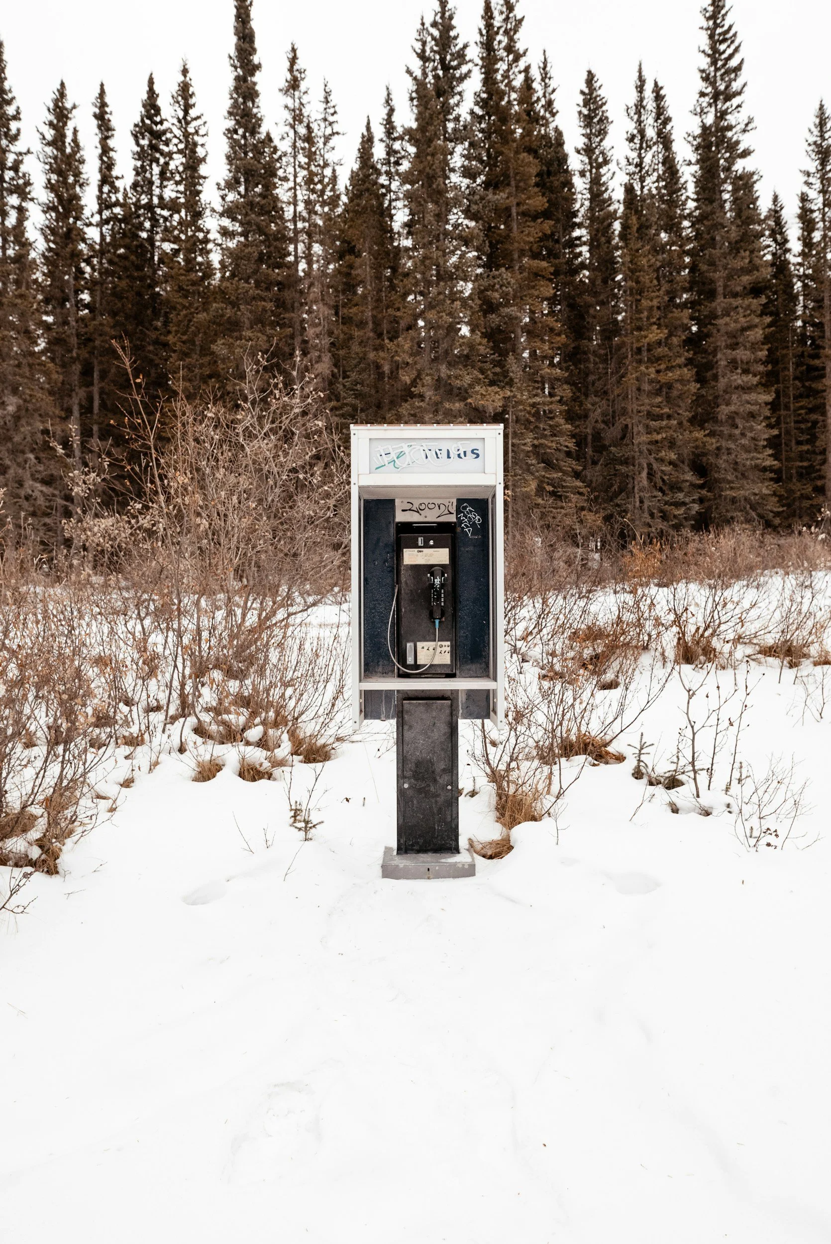 An empty telephone booth in a snowy field with tall evergreen trees in the background.