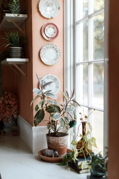 Decorative plates on pink wall beside a window, with houseplants on a wooden shelf and in a pot, and a tray with a small decorative item on a white ledge.