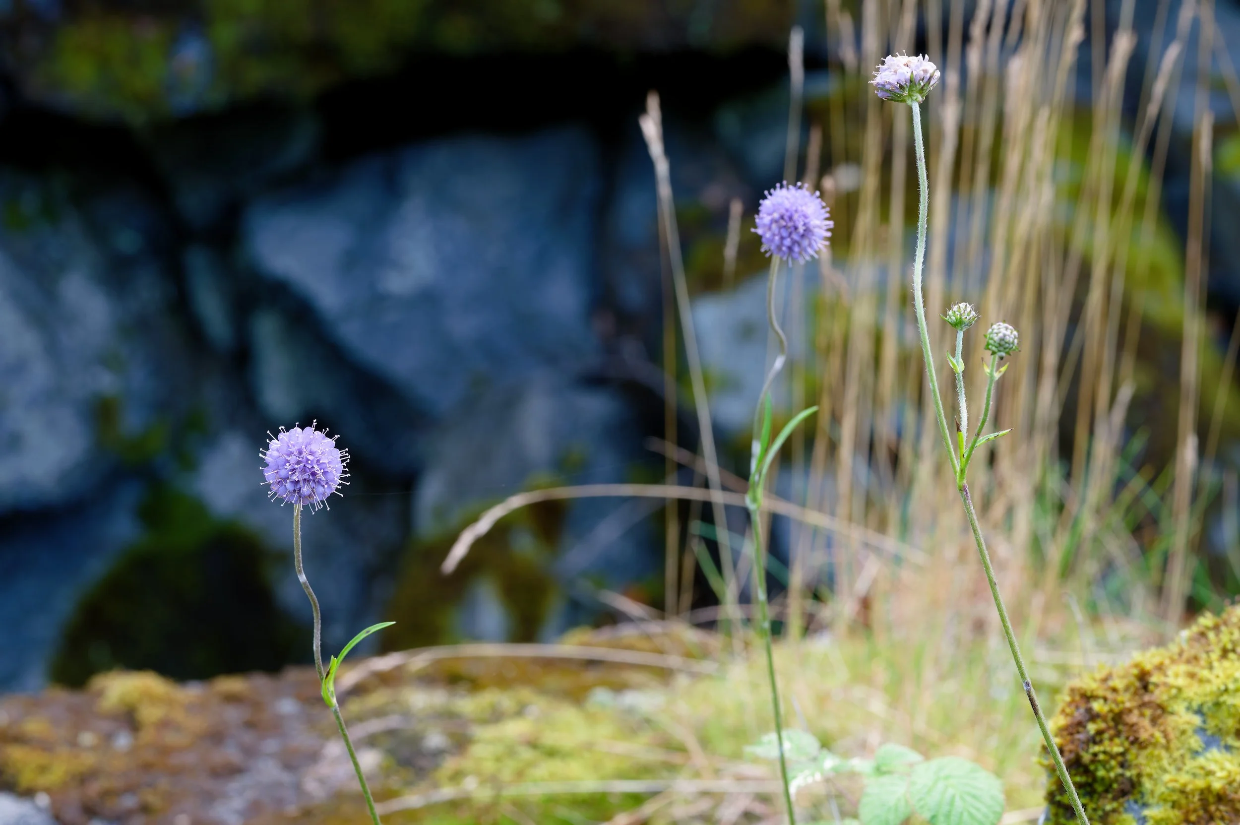 Ved fjellet