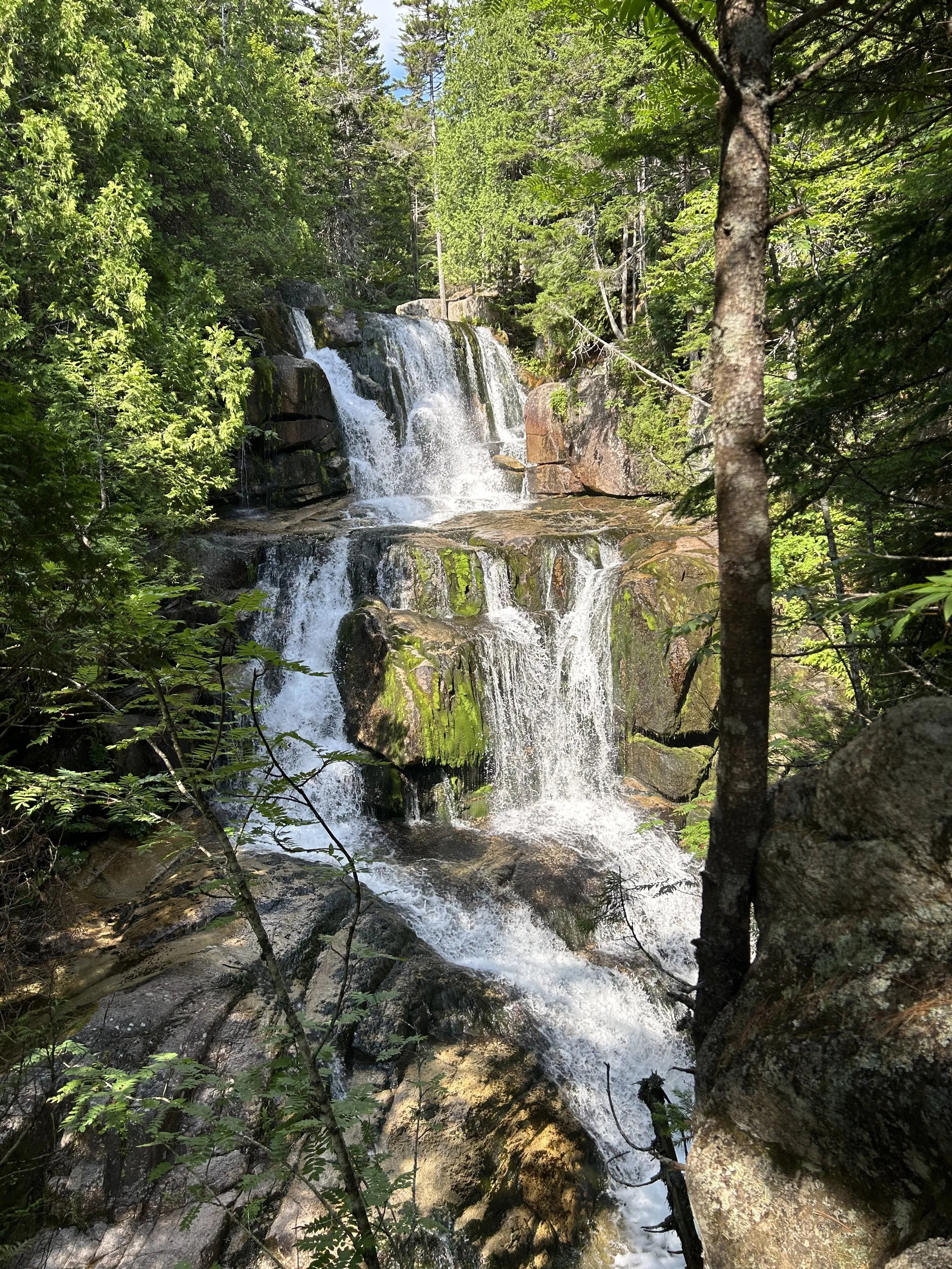 A cascading waterfall flows over rocks surrounded by lush green trees in a forest.