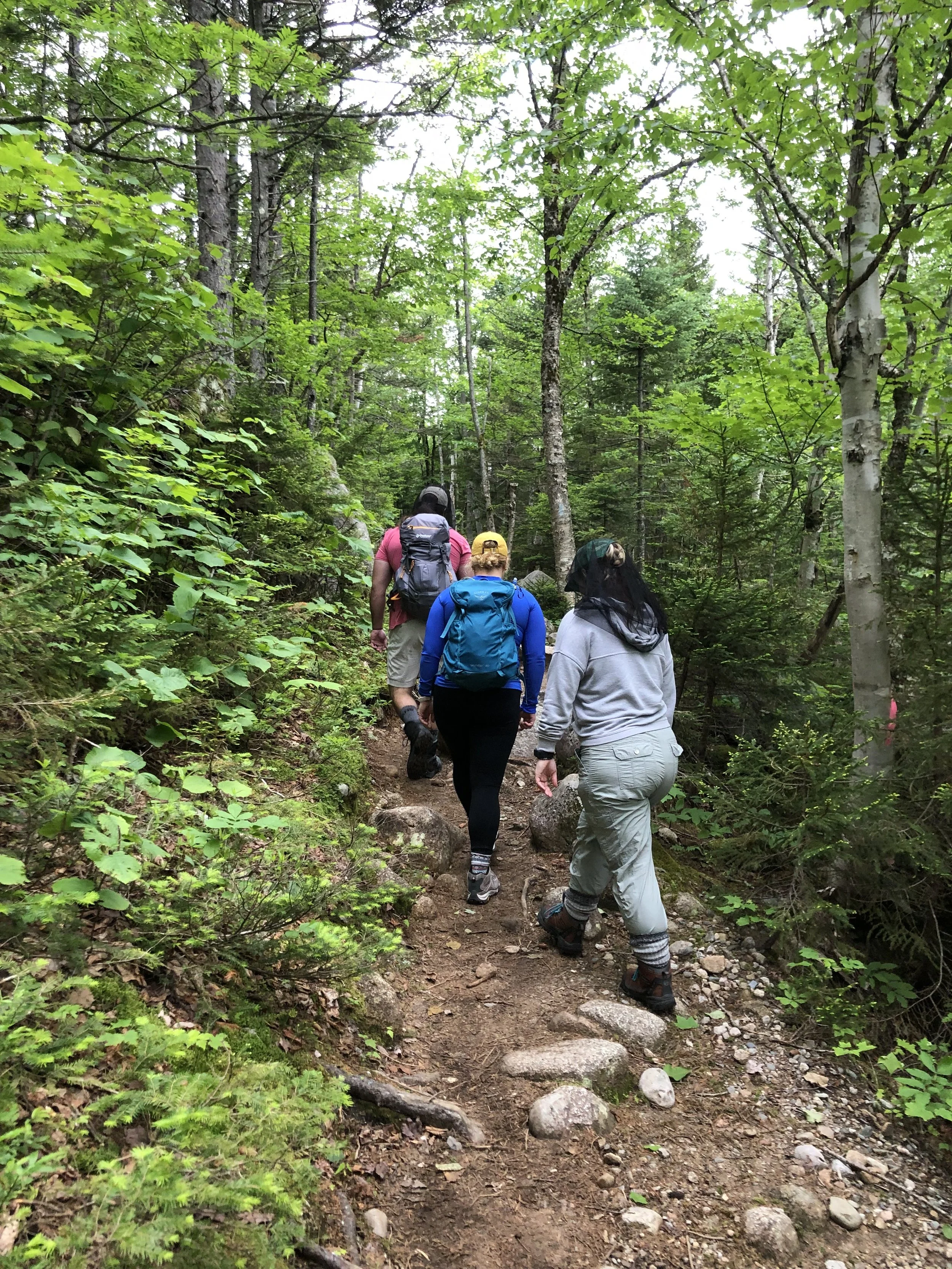 Five people hiking on a forest trail surrounded by green trees and foliage, wearing backpacks and suitable outdoor clothing.