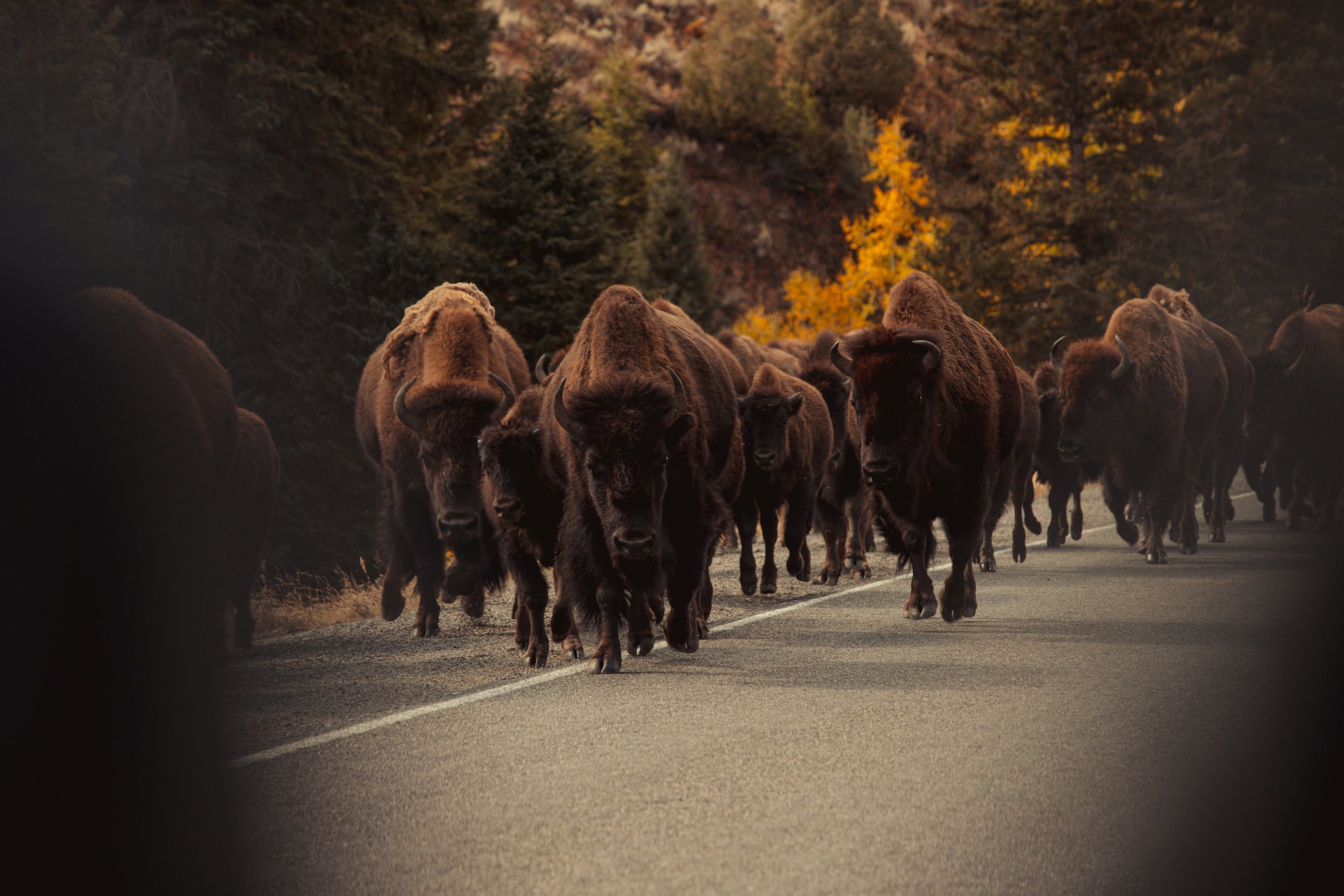 Yellowstone book-5.jpg