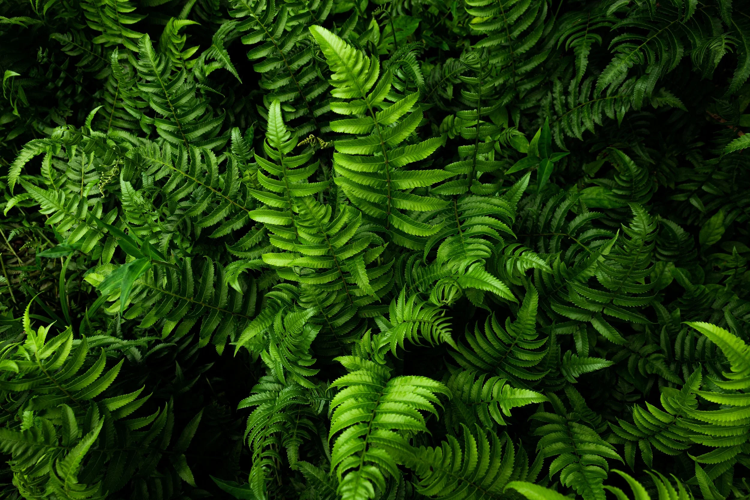 Hawaii website-6.jpg
