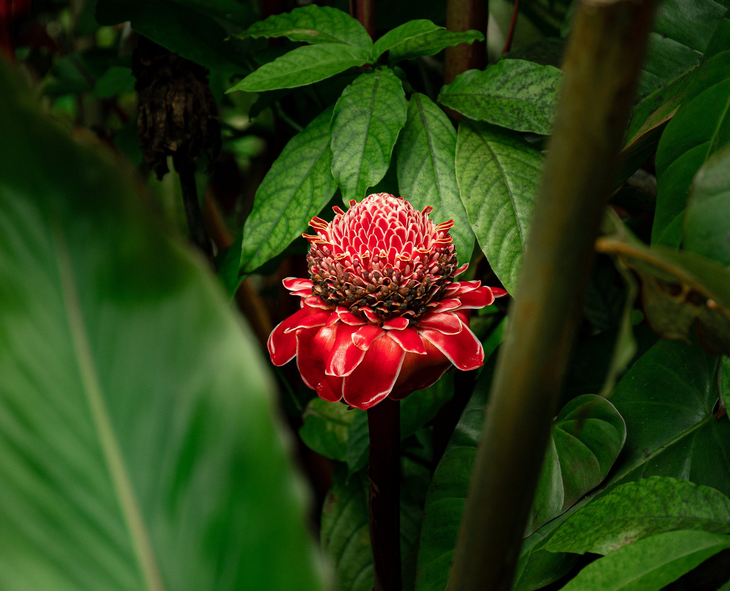 Hawaii website-5.jpg