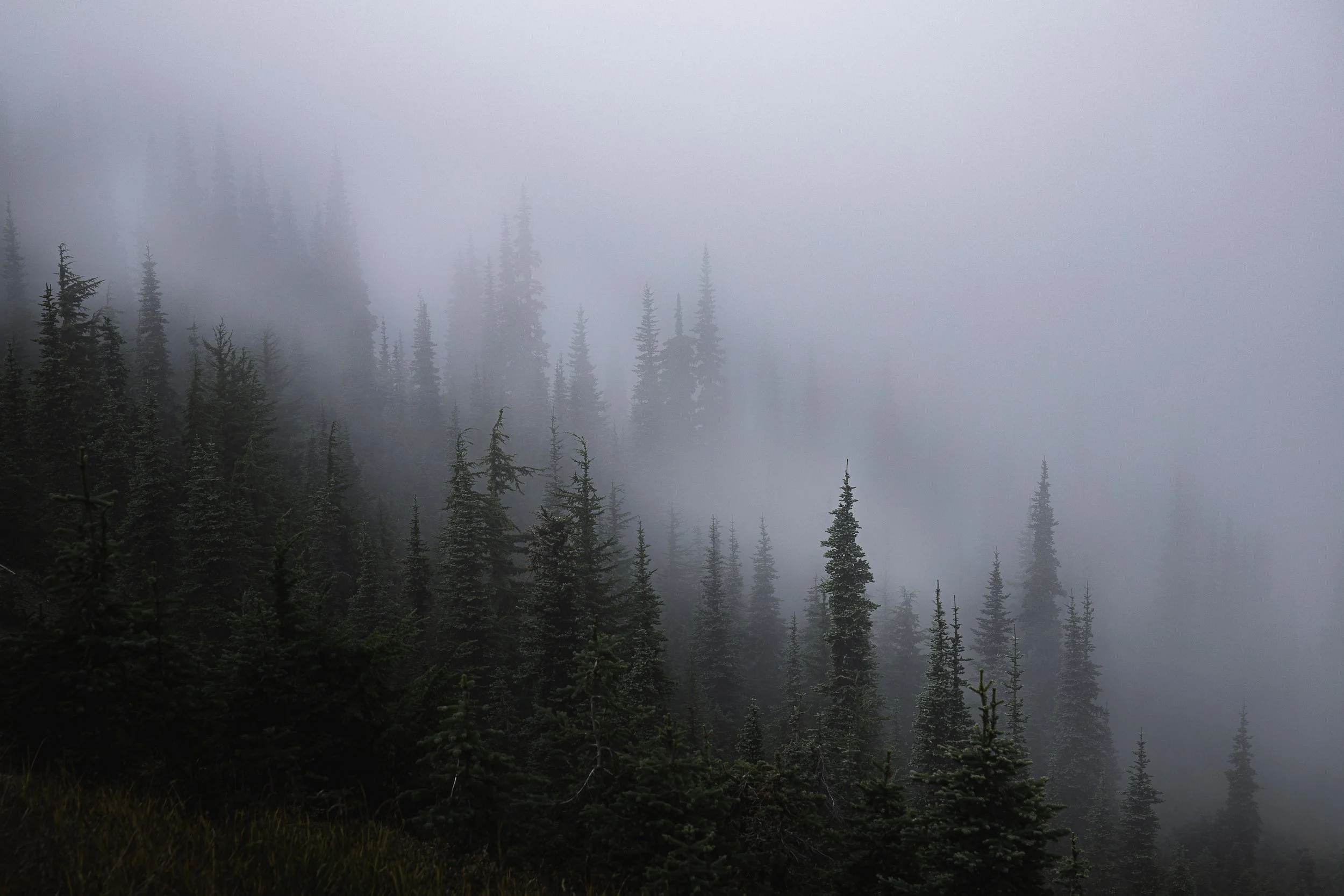 trees.jpg