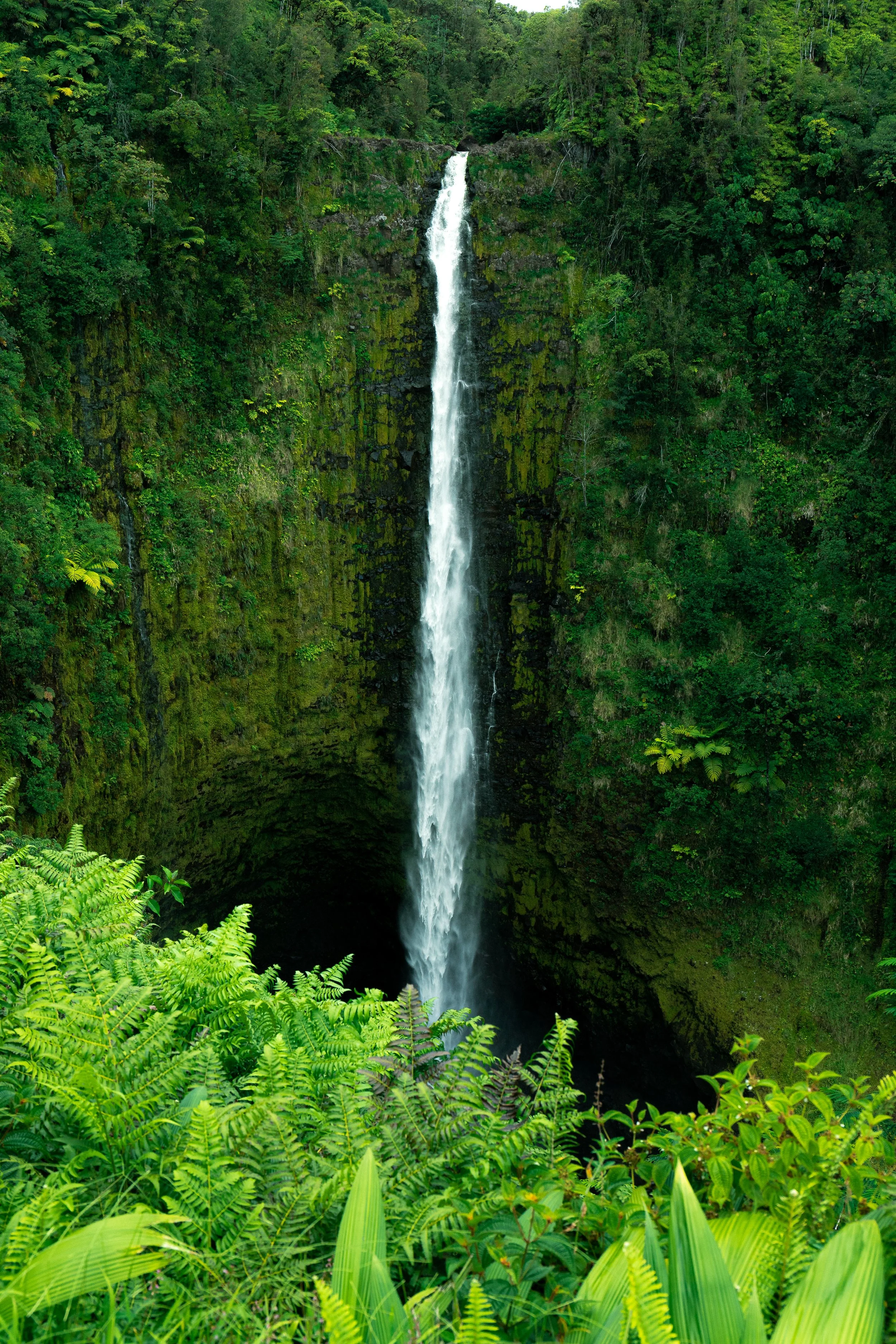 Hawaii website-7.jpg