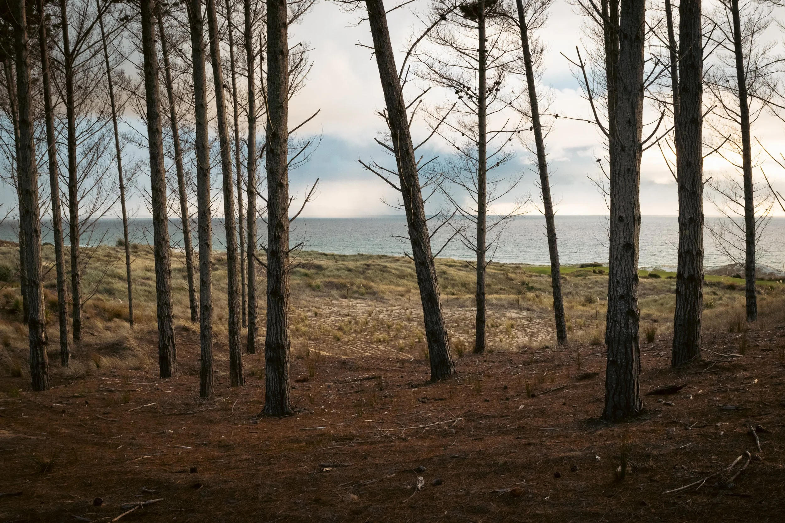 A view of the ocean through the forest at Te Arai.