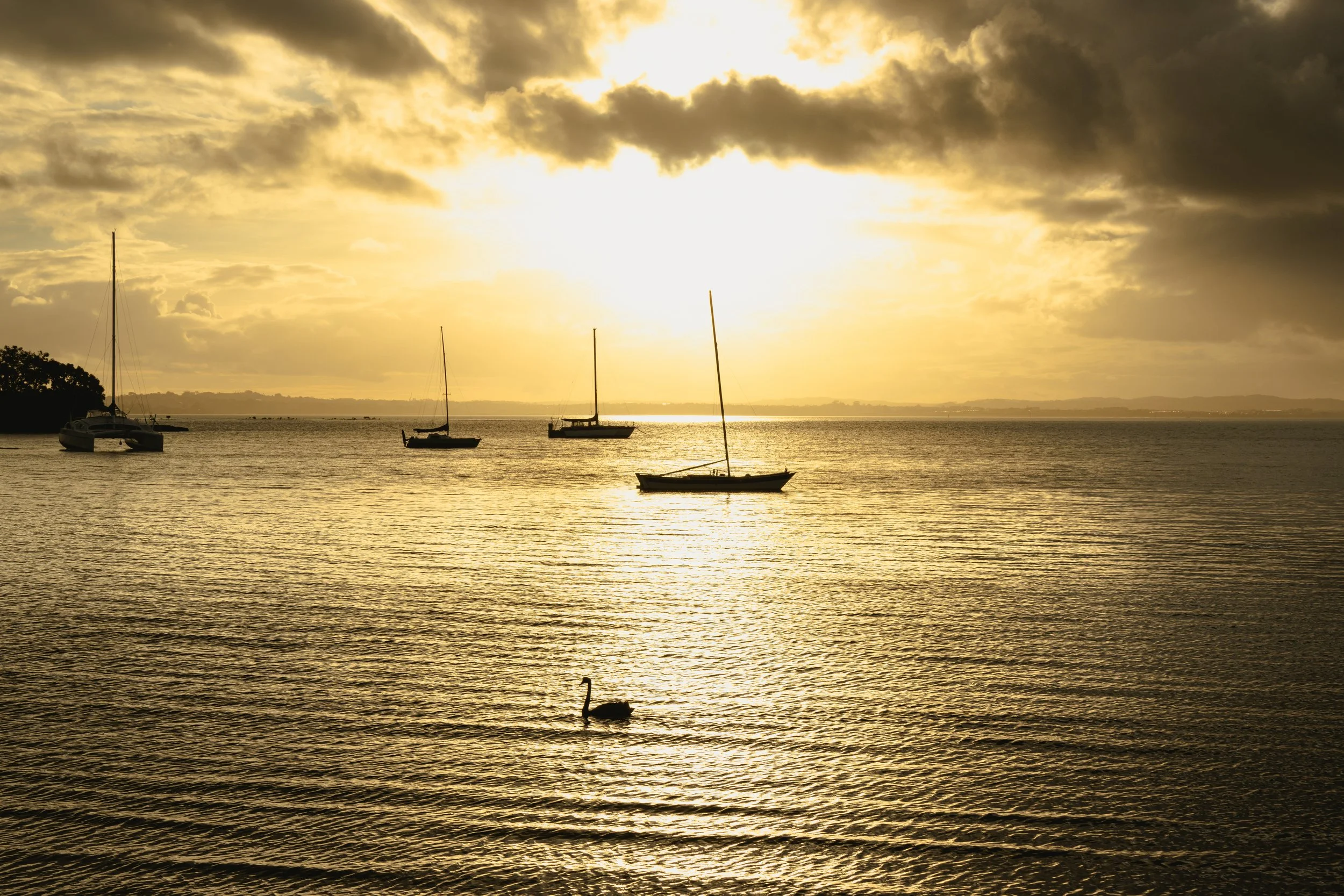 A sunset over a body of water with four sailboats floating in the water and a swan swimming in the foreground.