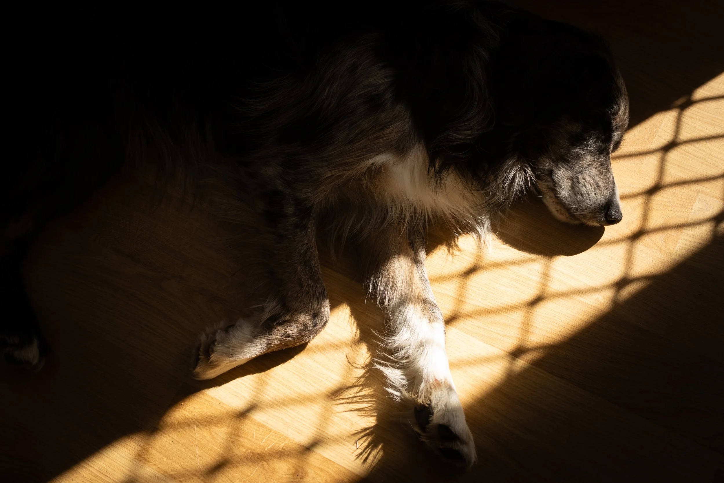 A dog lying on a wooden floor in a patch of sunlight with shadows.