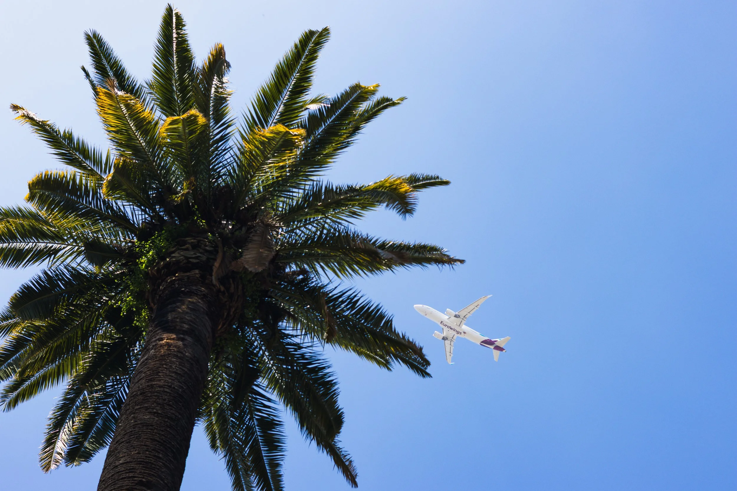 A tall palm tree with green fronds against a clear blue sky, with an airplane flying below and to the right of the tree.