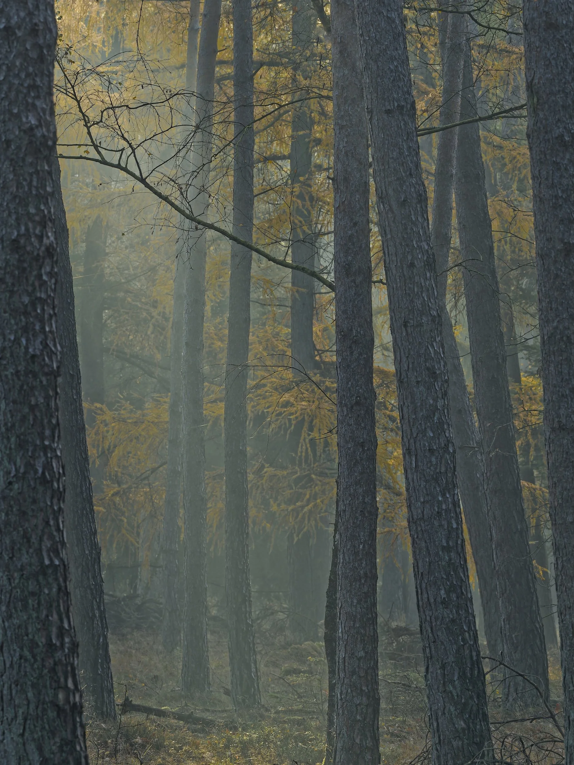 woodscape