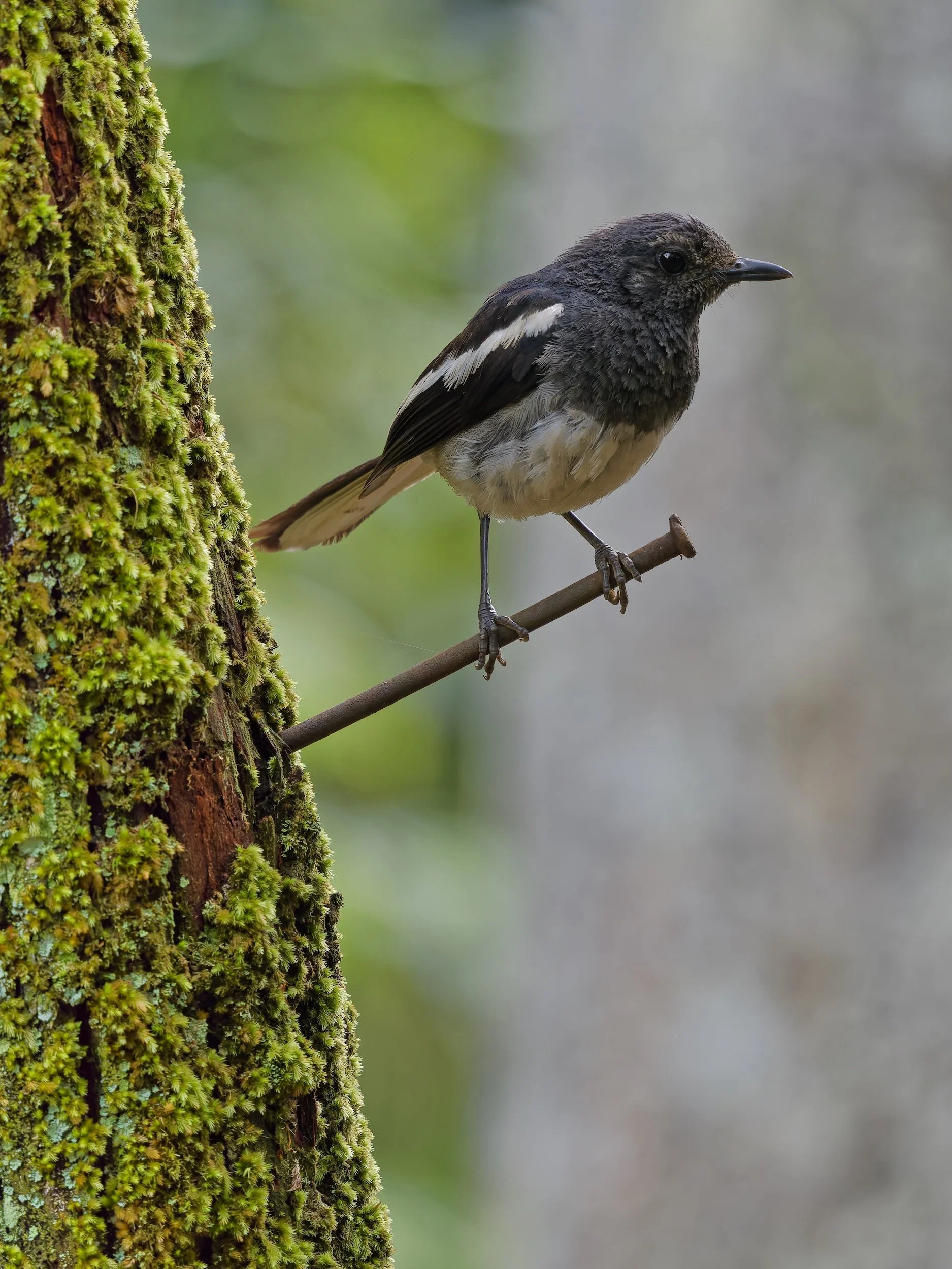 birds oriental magpie