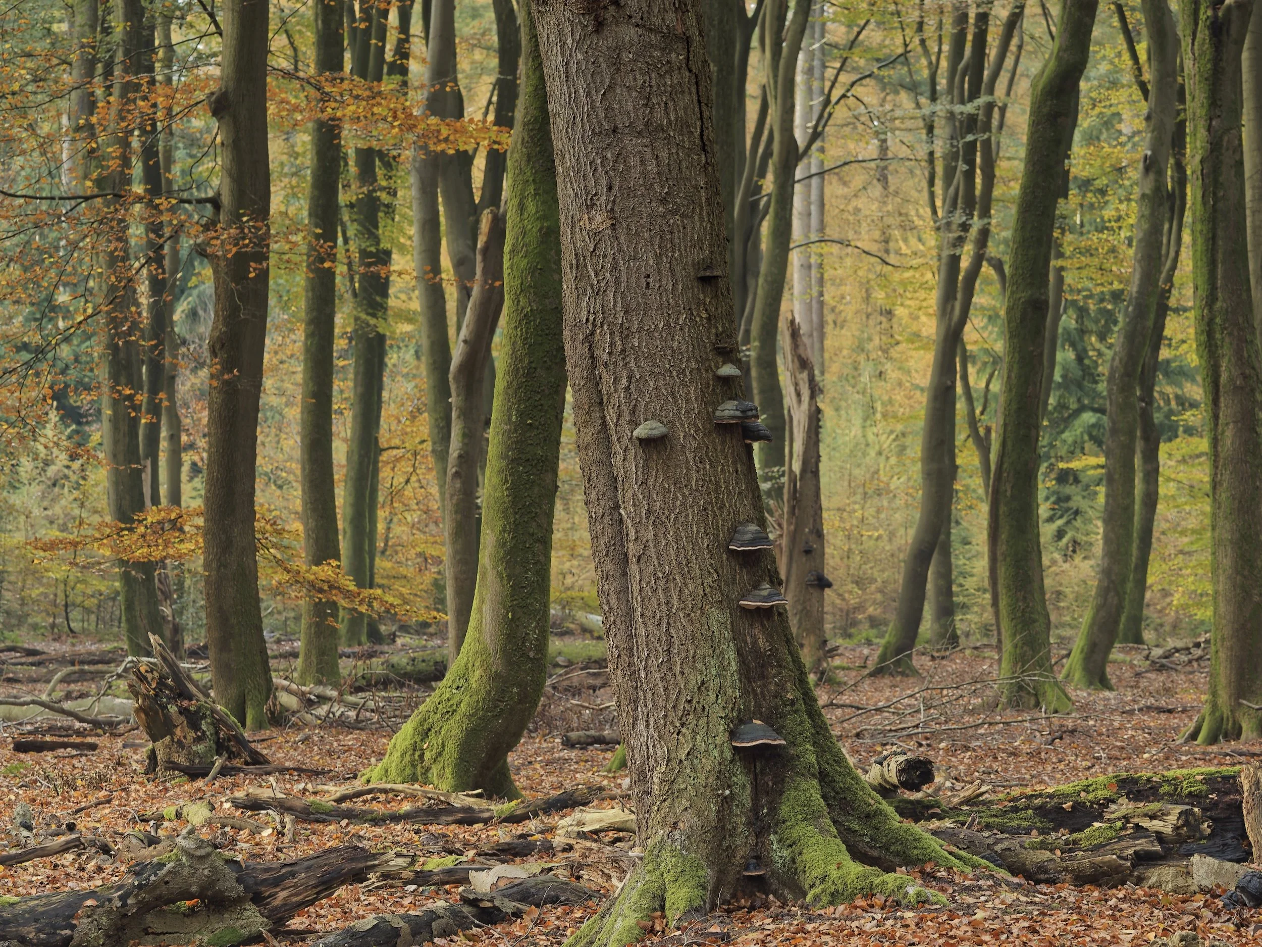 woodscape