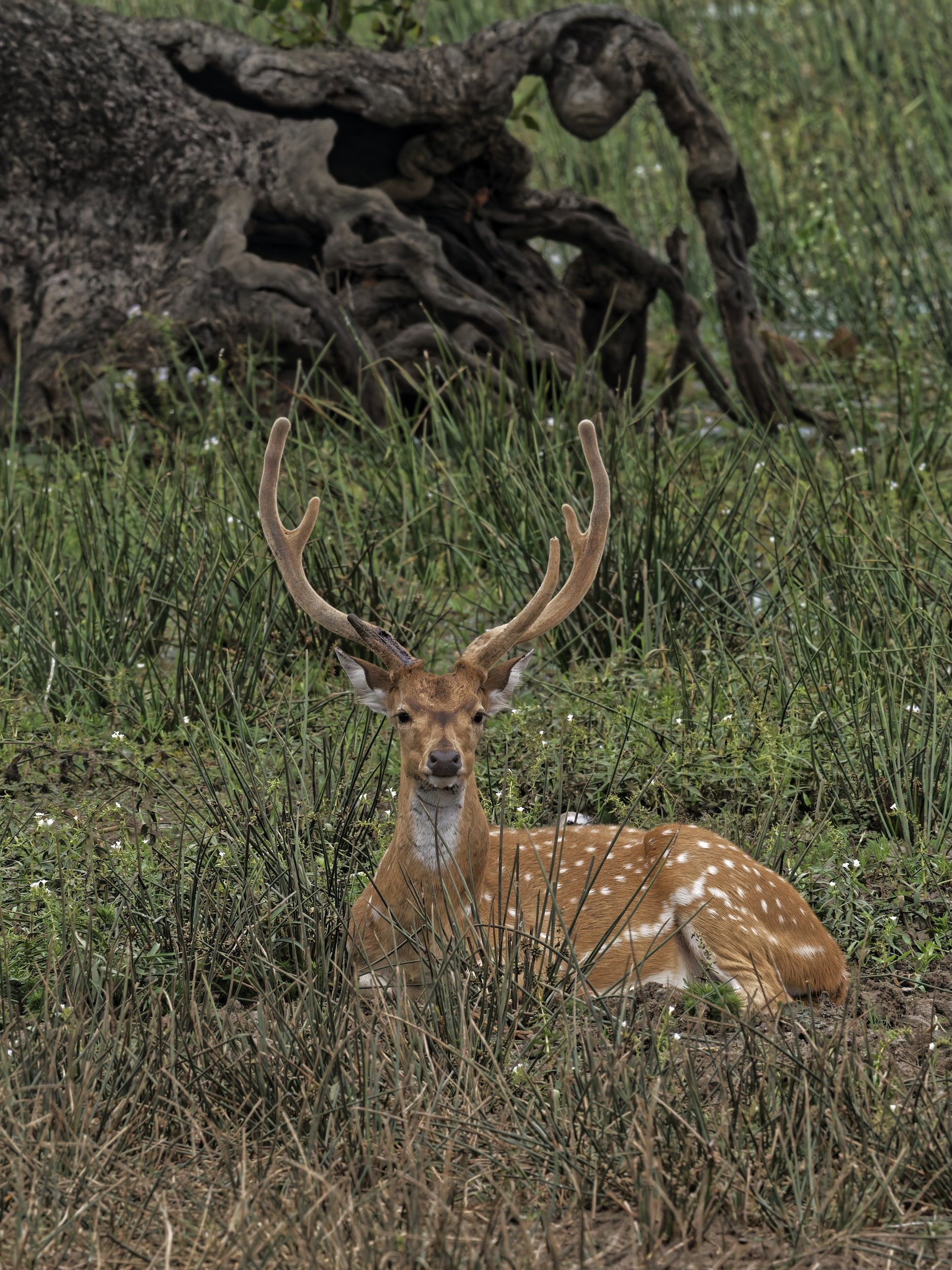 Wildlife general