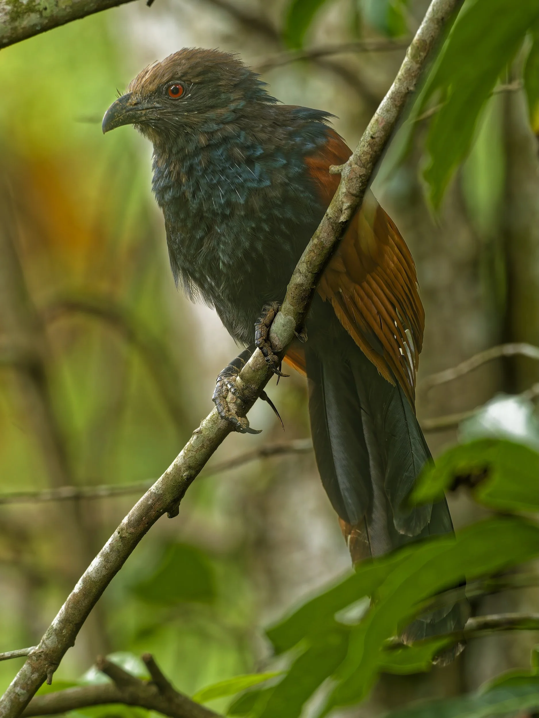 birds