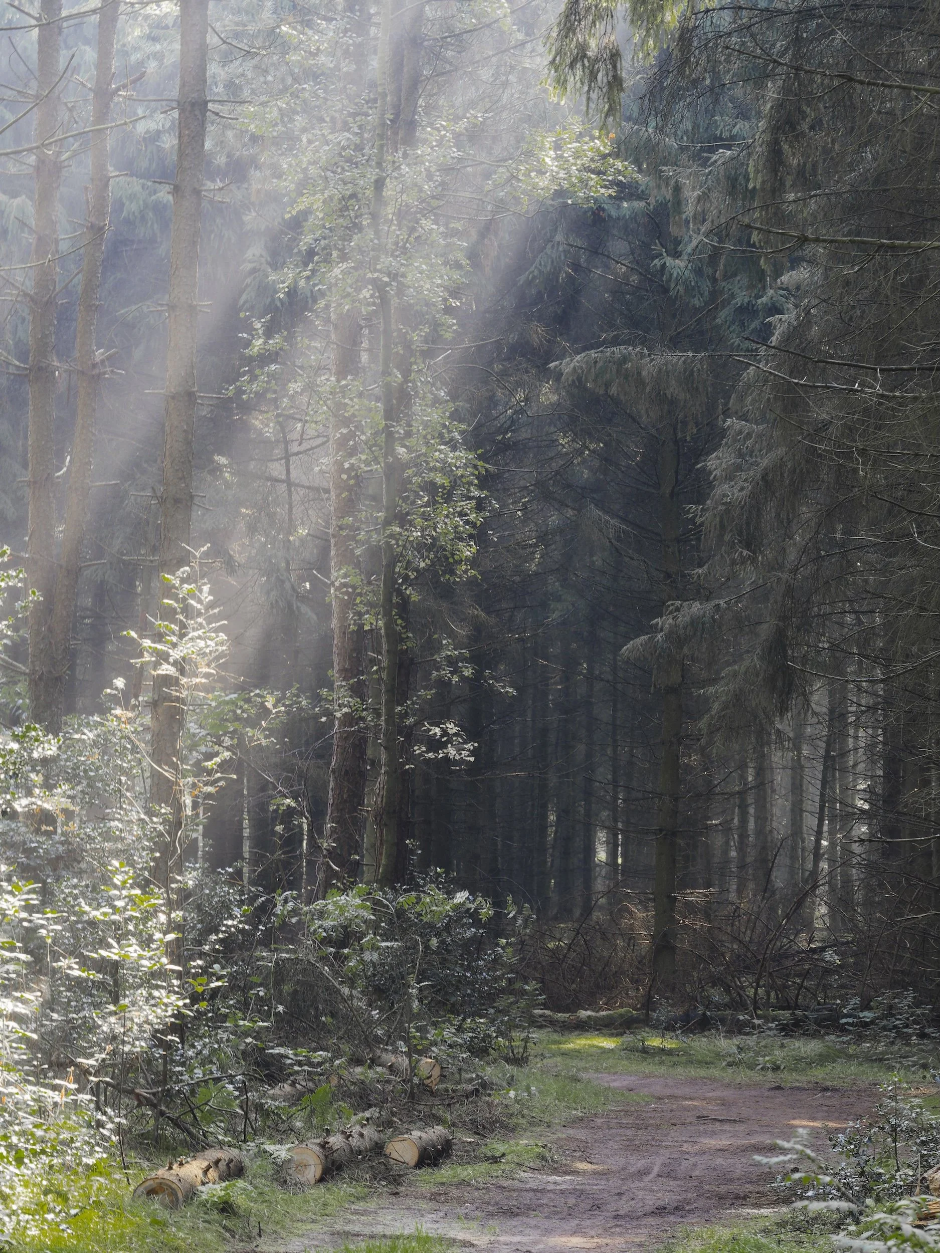 mattemburgh forest
