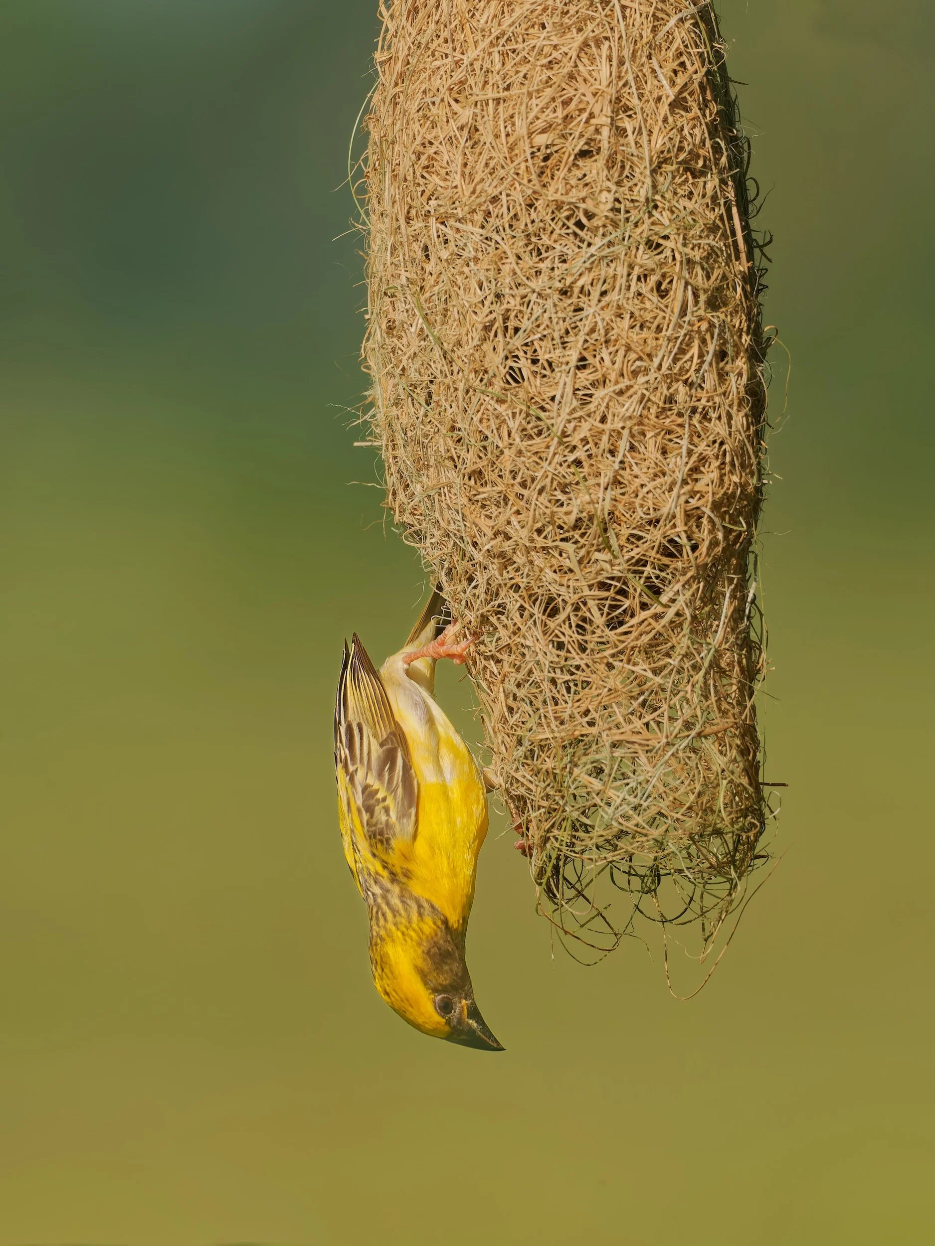 birds