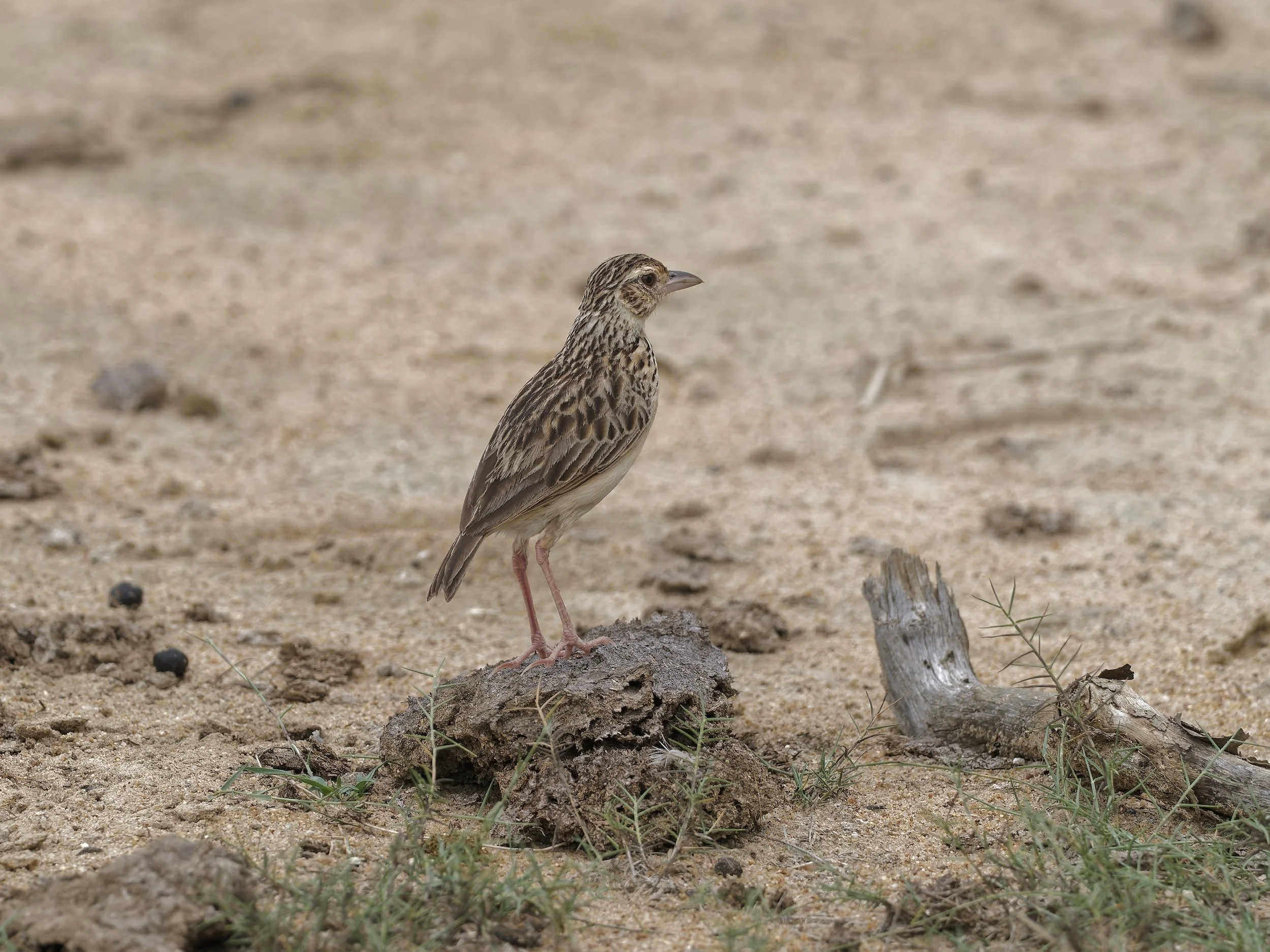 birds
