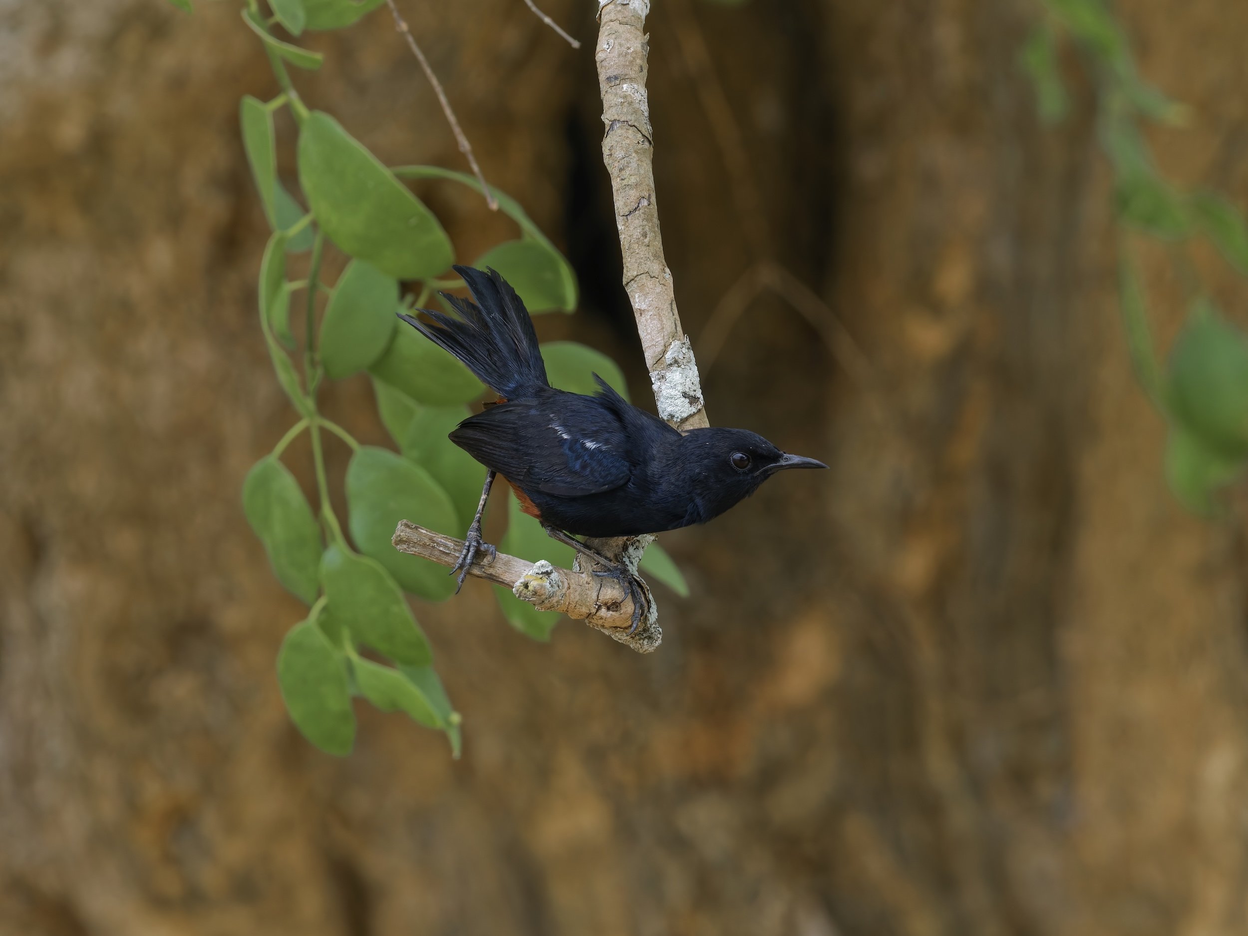 birds