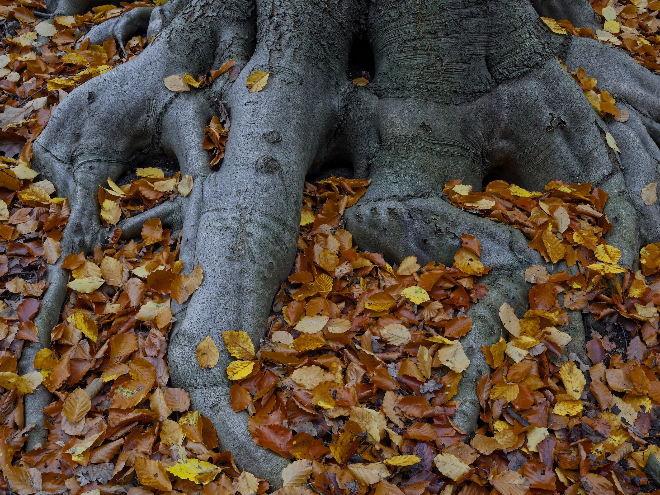woodscape