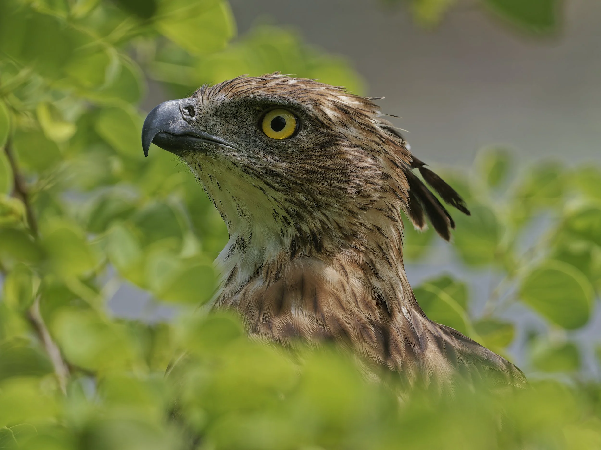 birds  Crested Hawk-Eagle