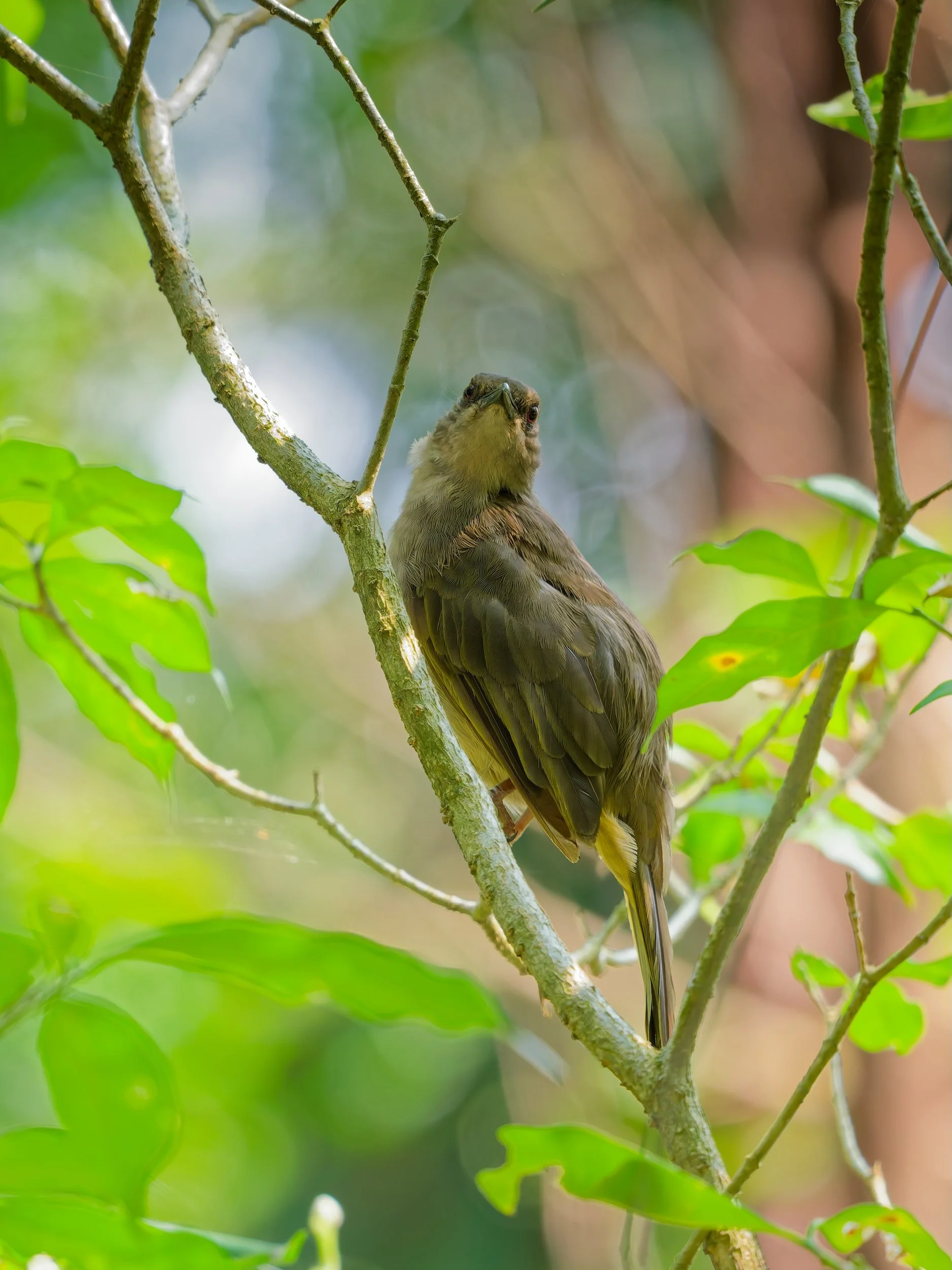 recent work  olive-winged bulbul