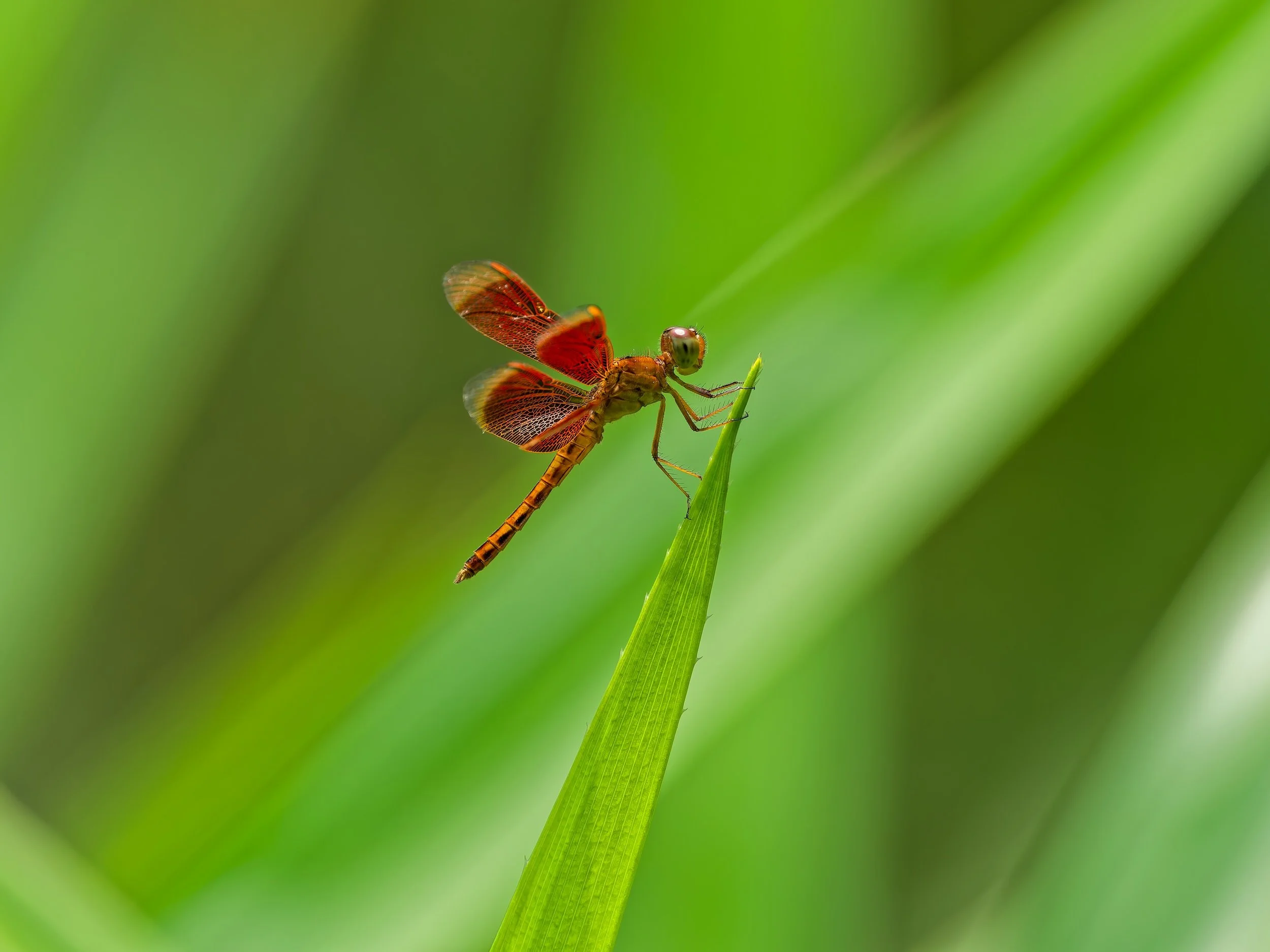 recent work  Red Grasshawk dragonfly