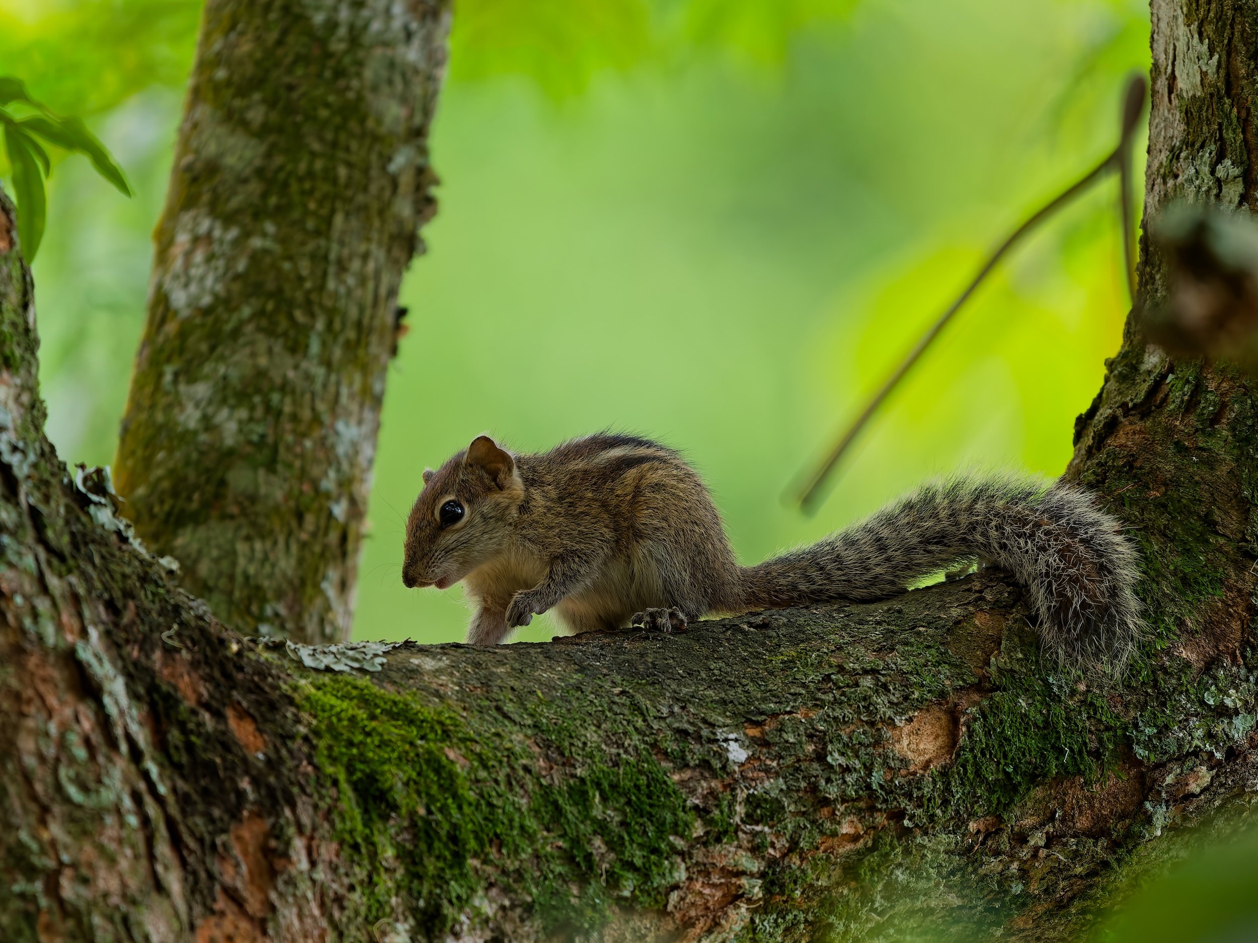 Wildlife