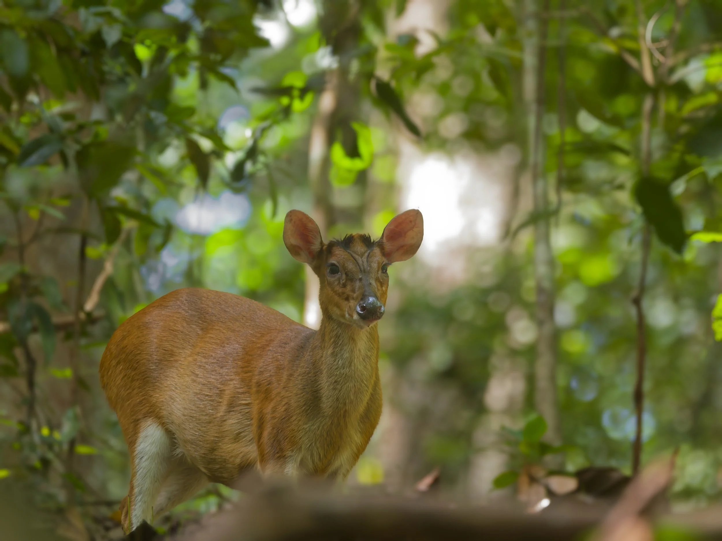 Wildlife