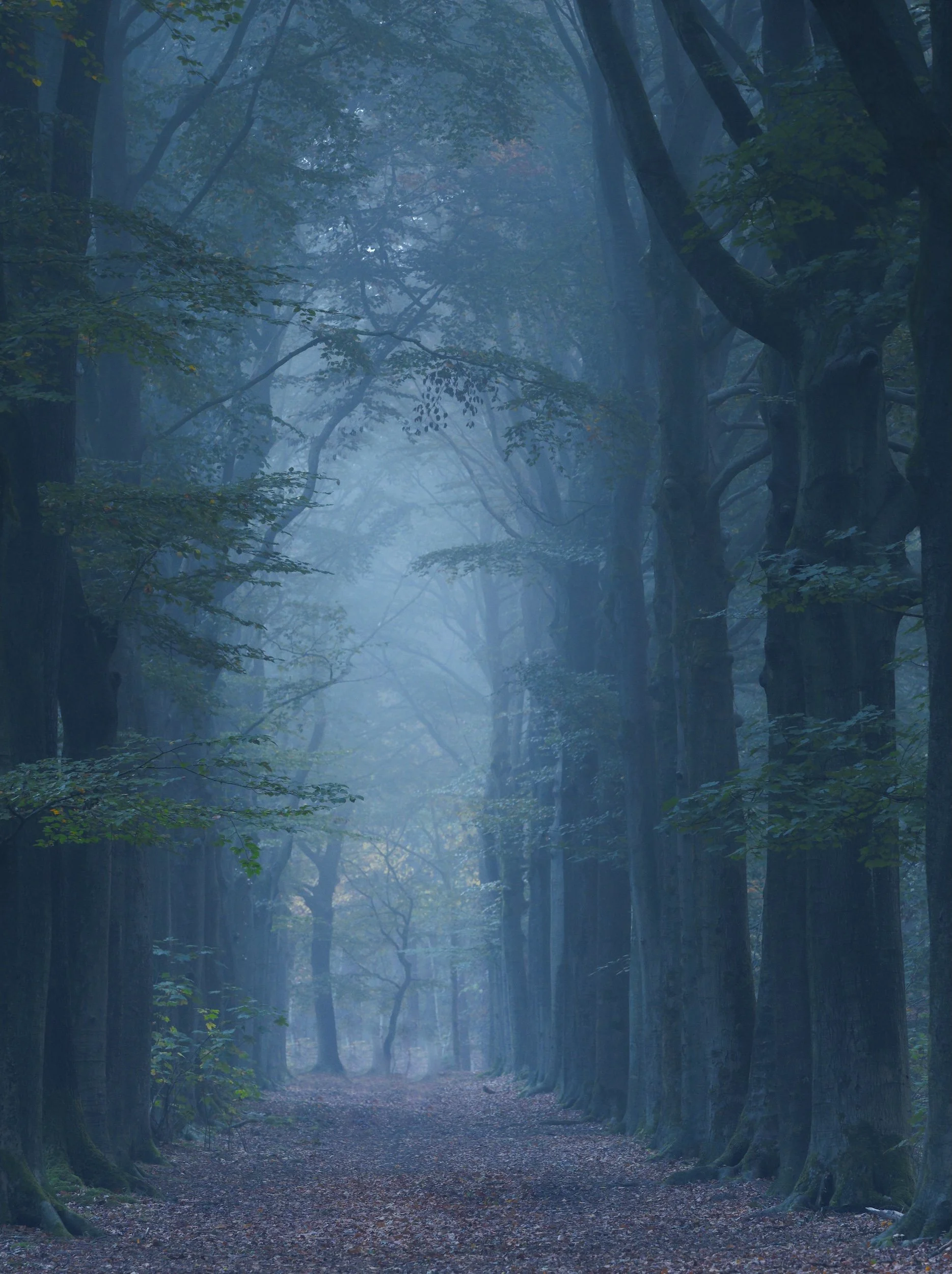 woodscape