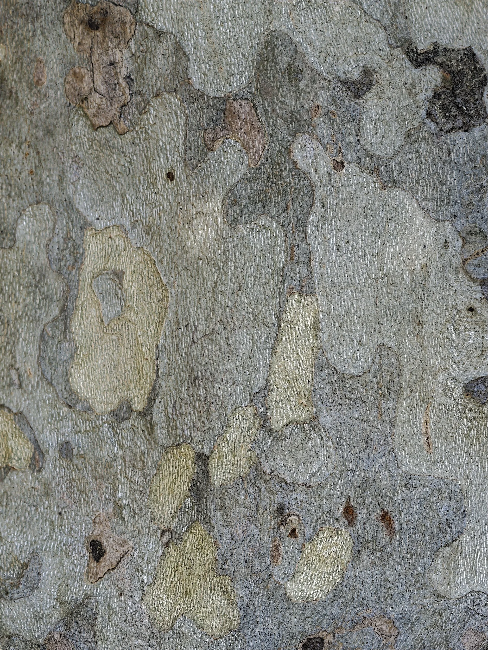 woodscape
