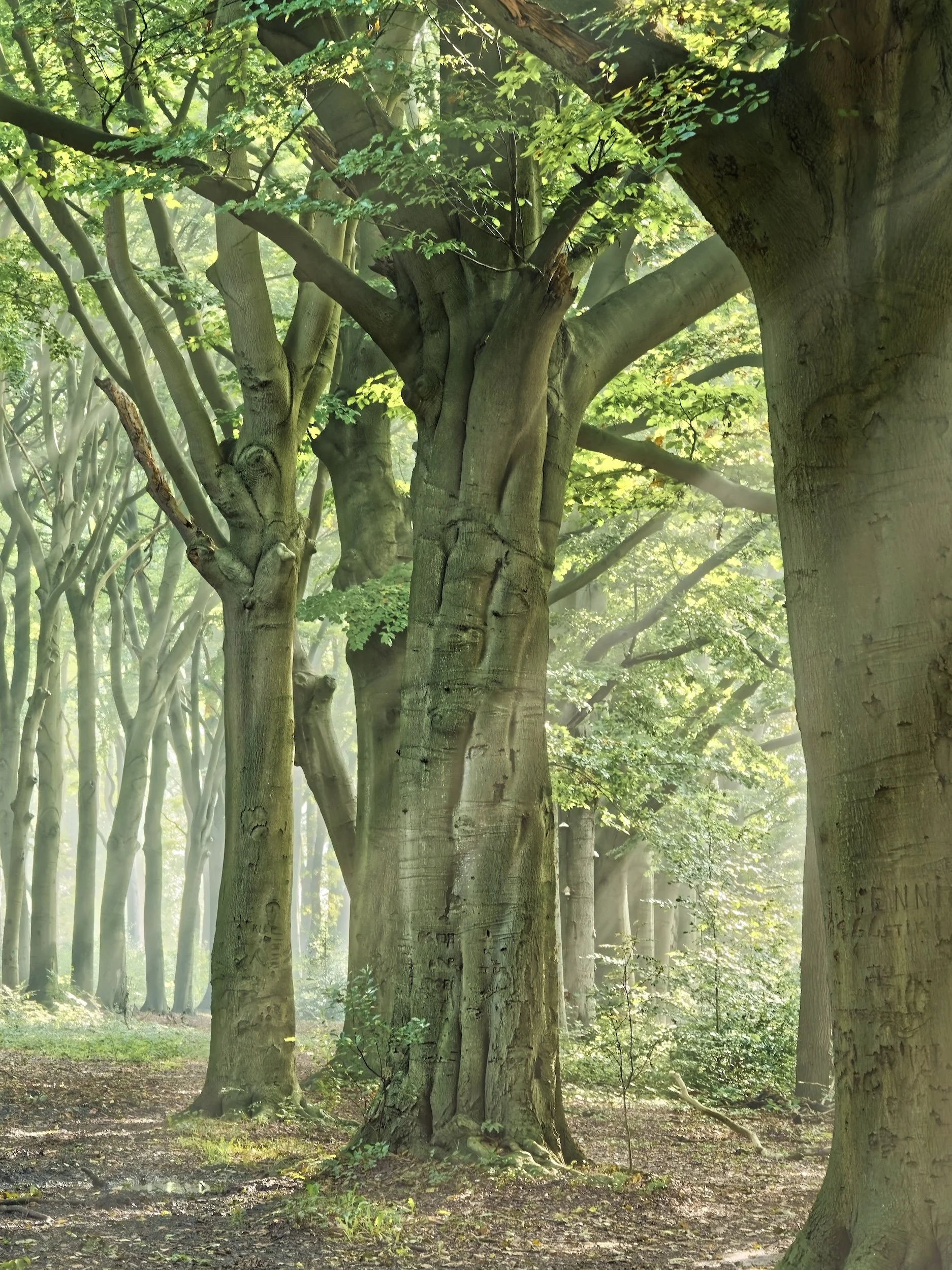 Mattemburgh forest