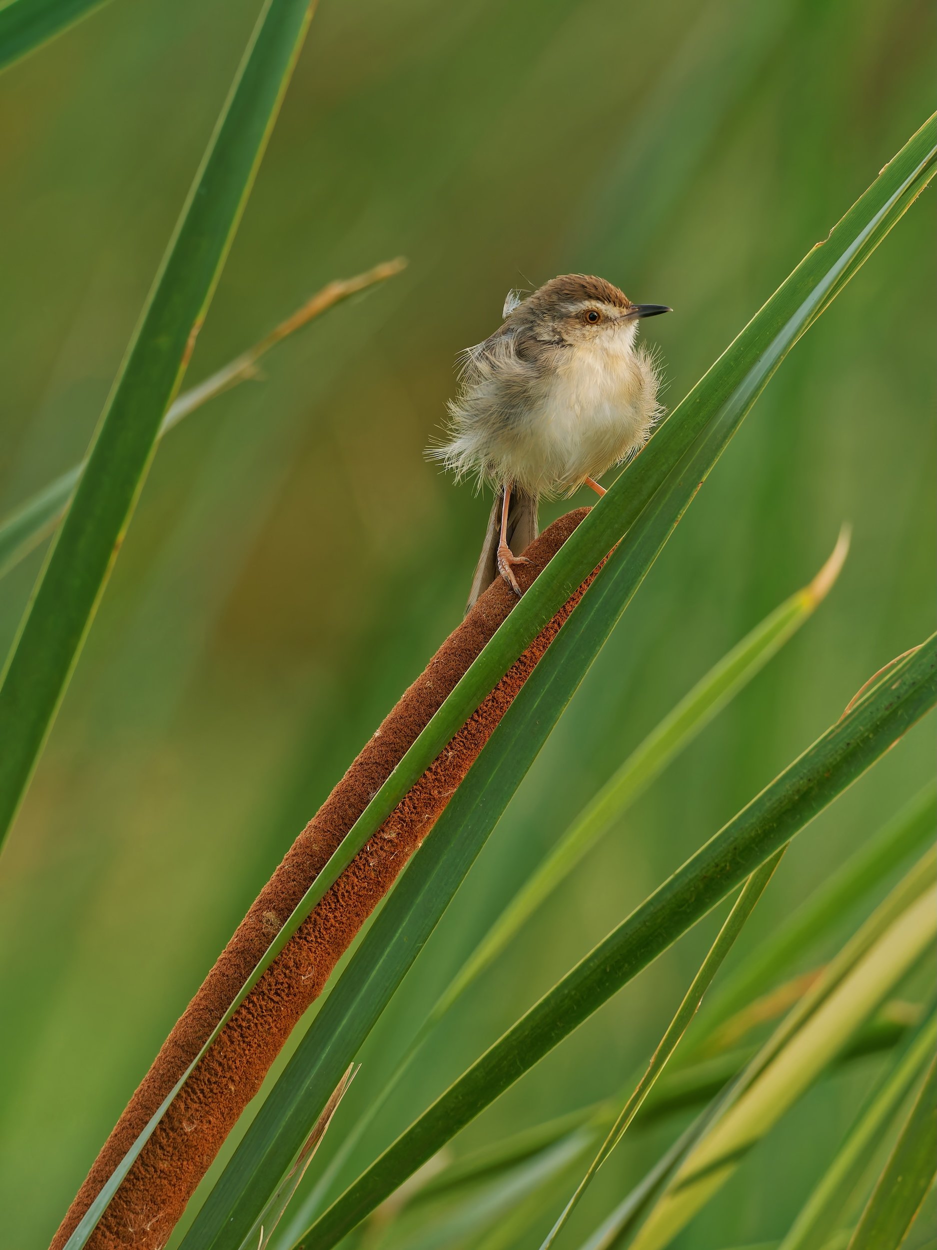 birds