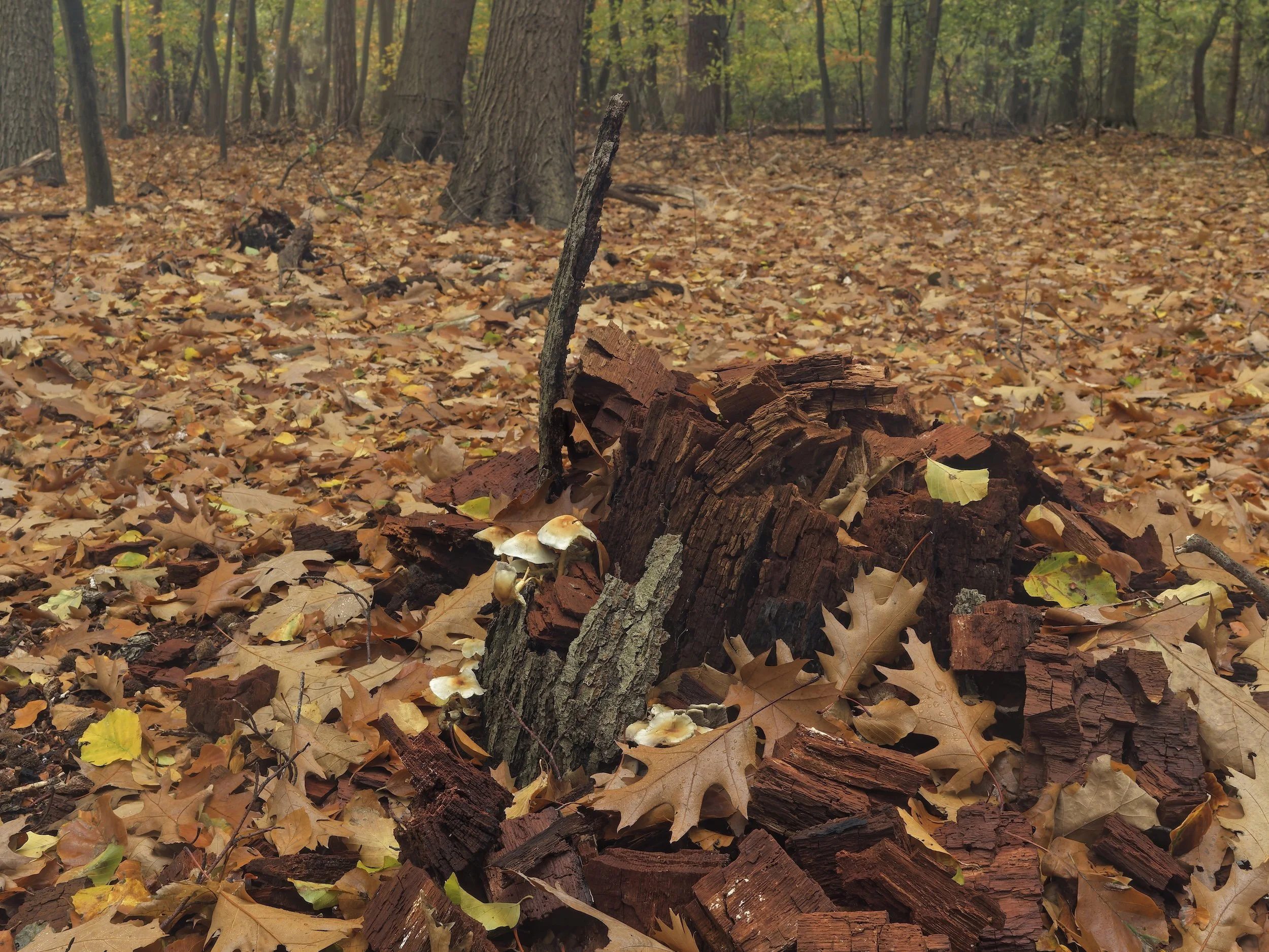woodscape