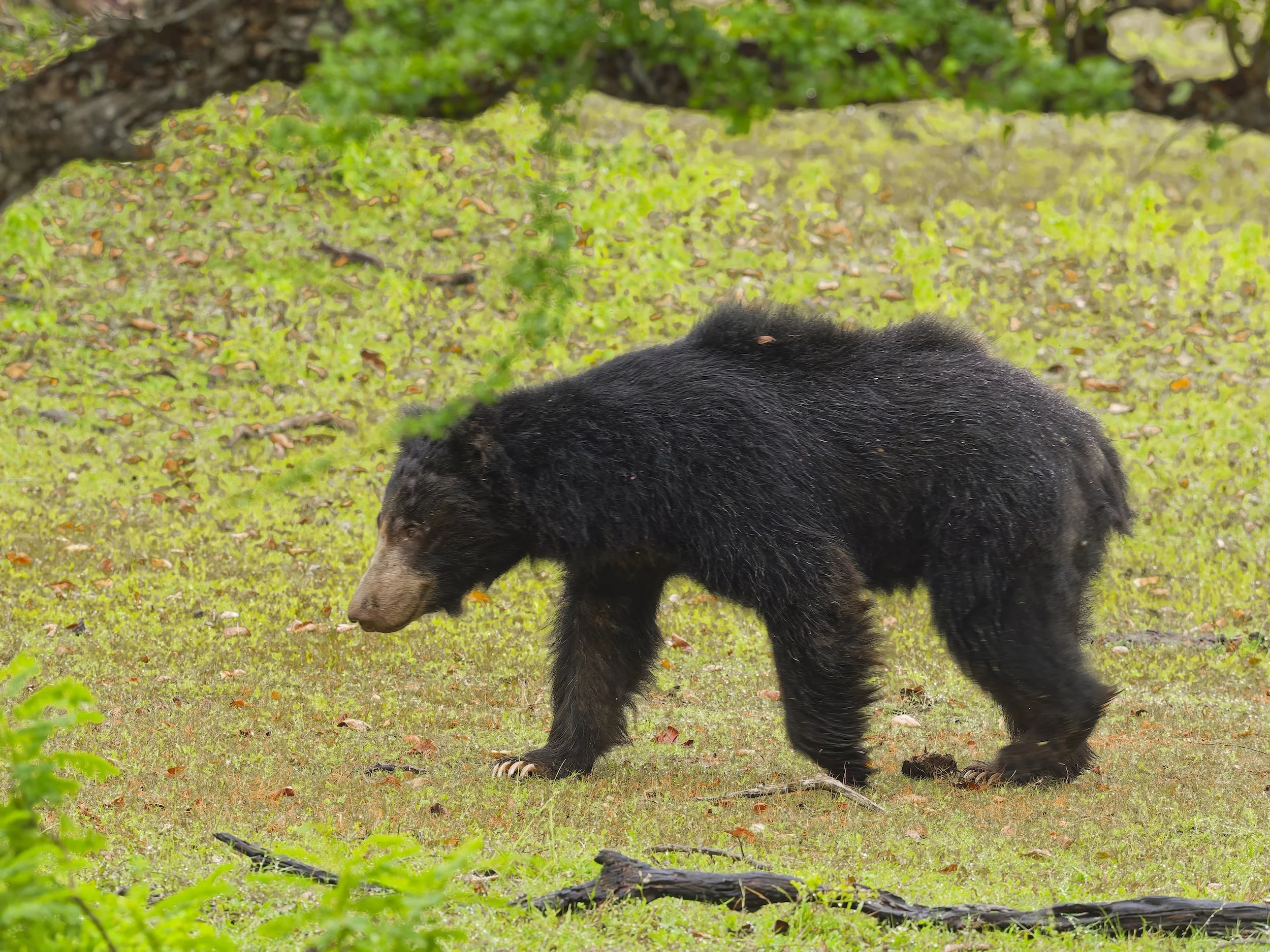Wildlife