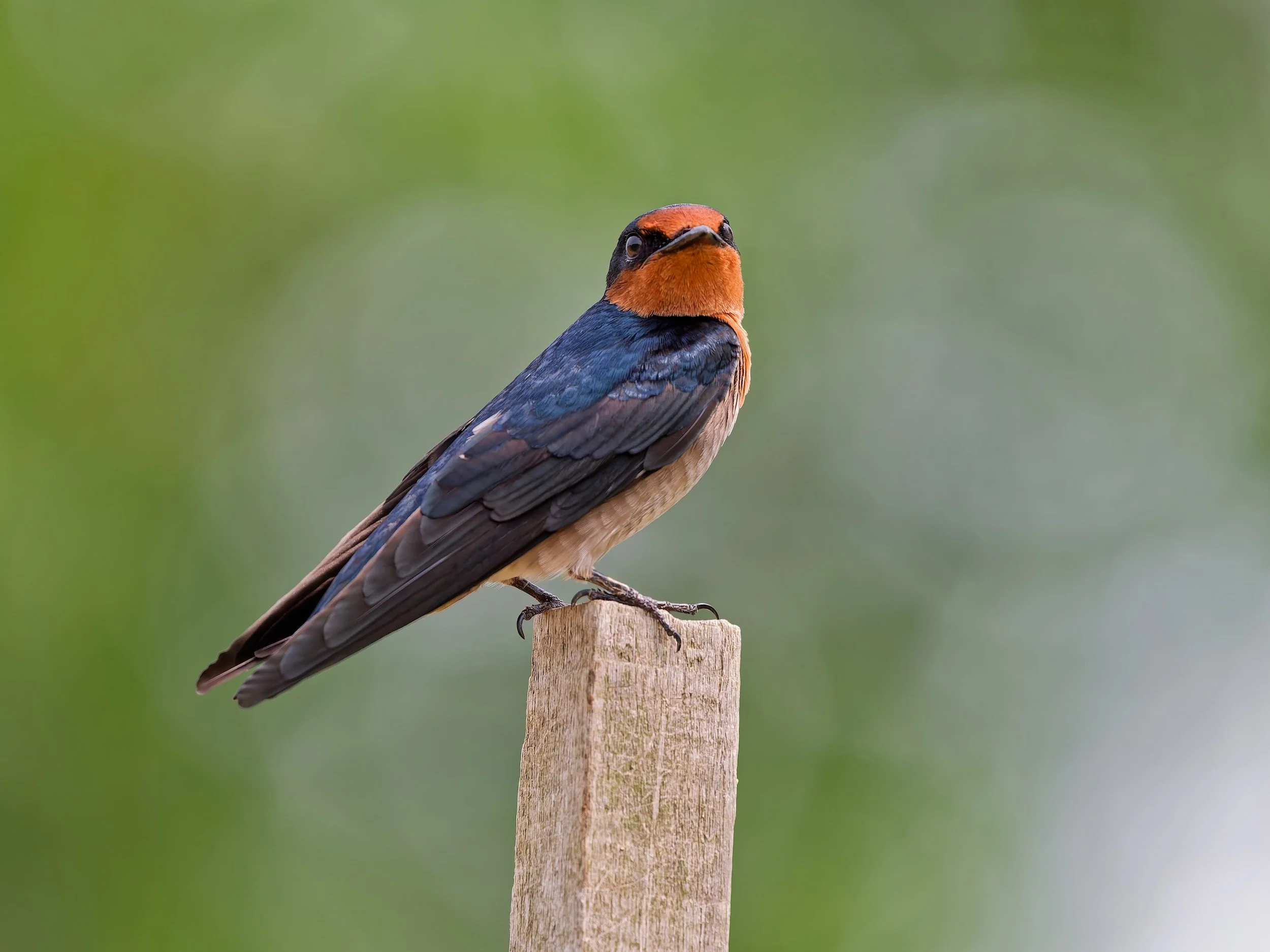 birds Pacific Swallow 