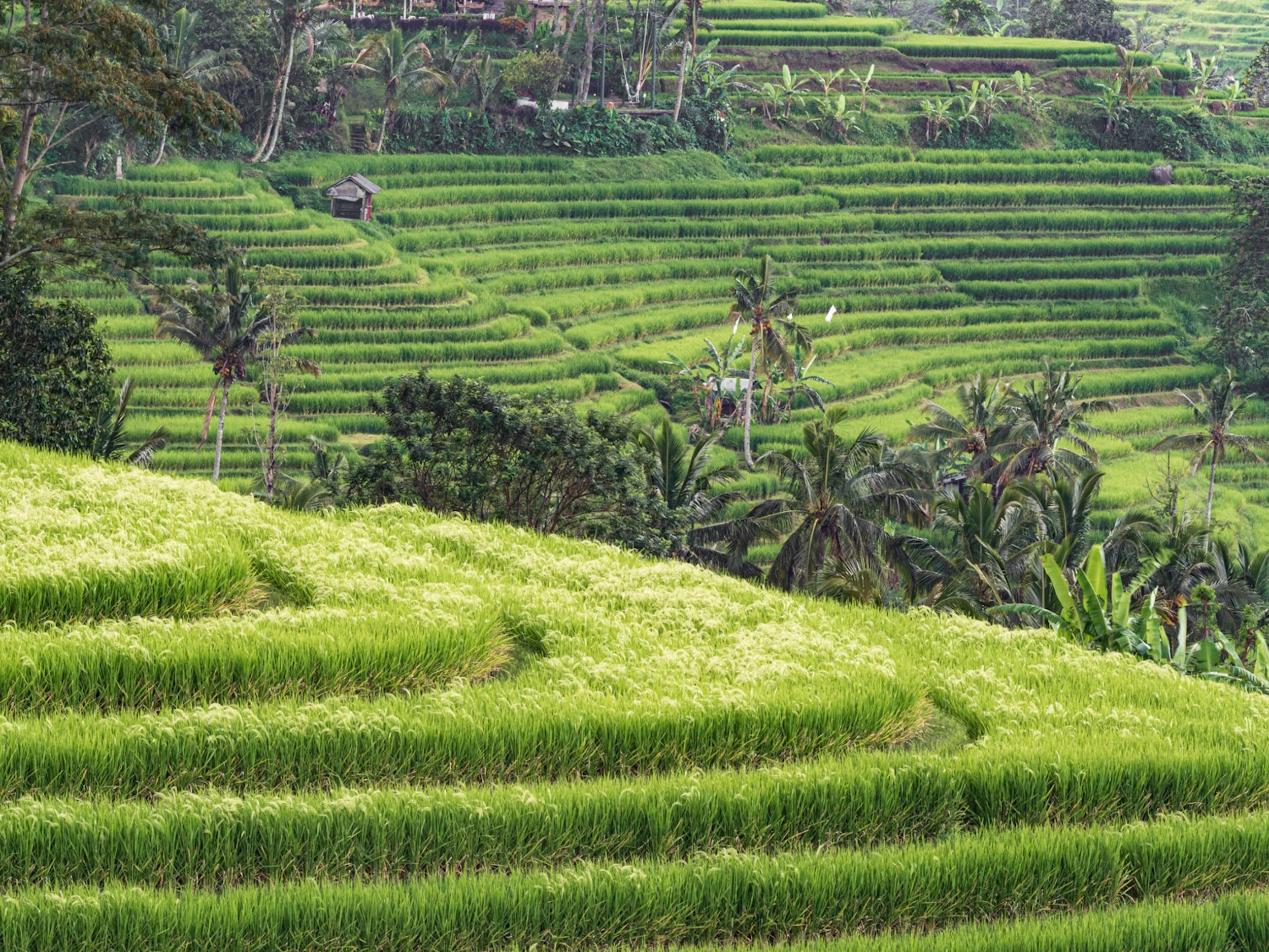 Indonesia