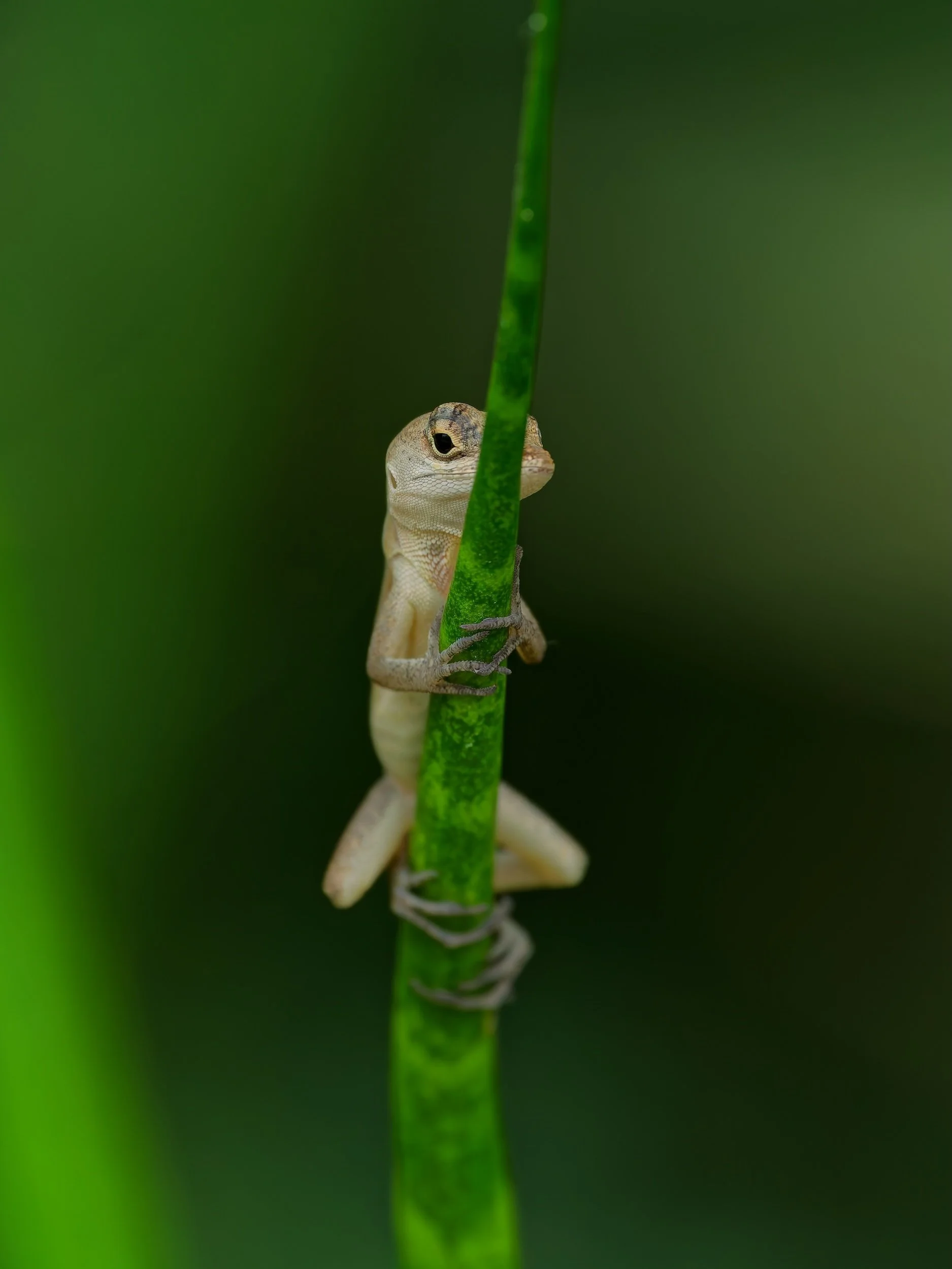 recent work  Oriental garden lizard