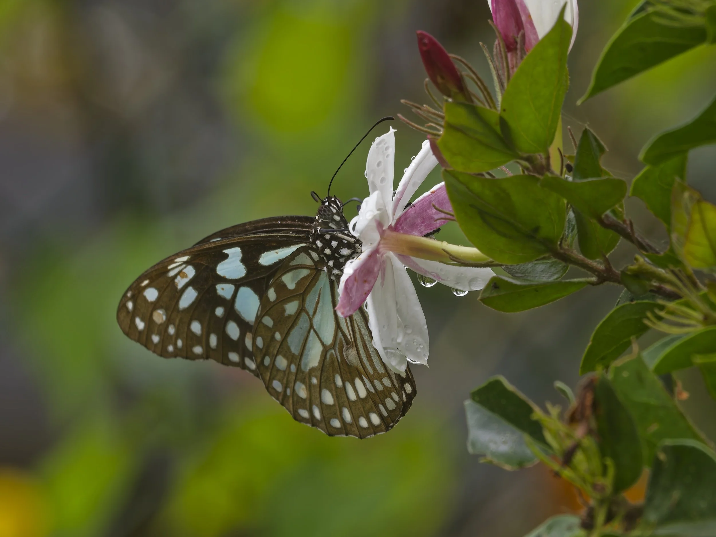 Wildlife